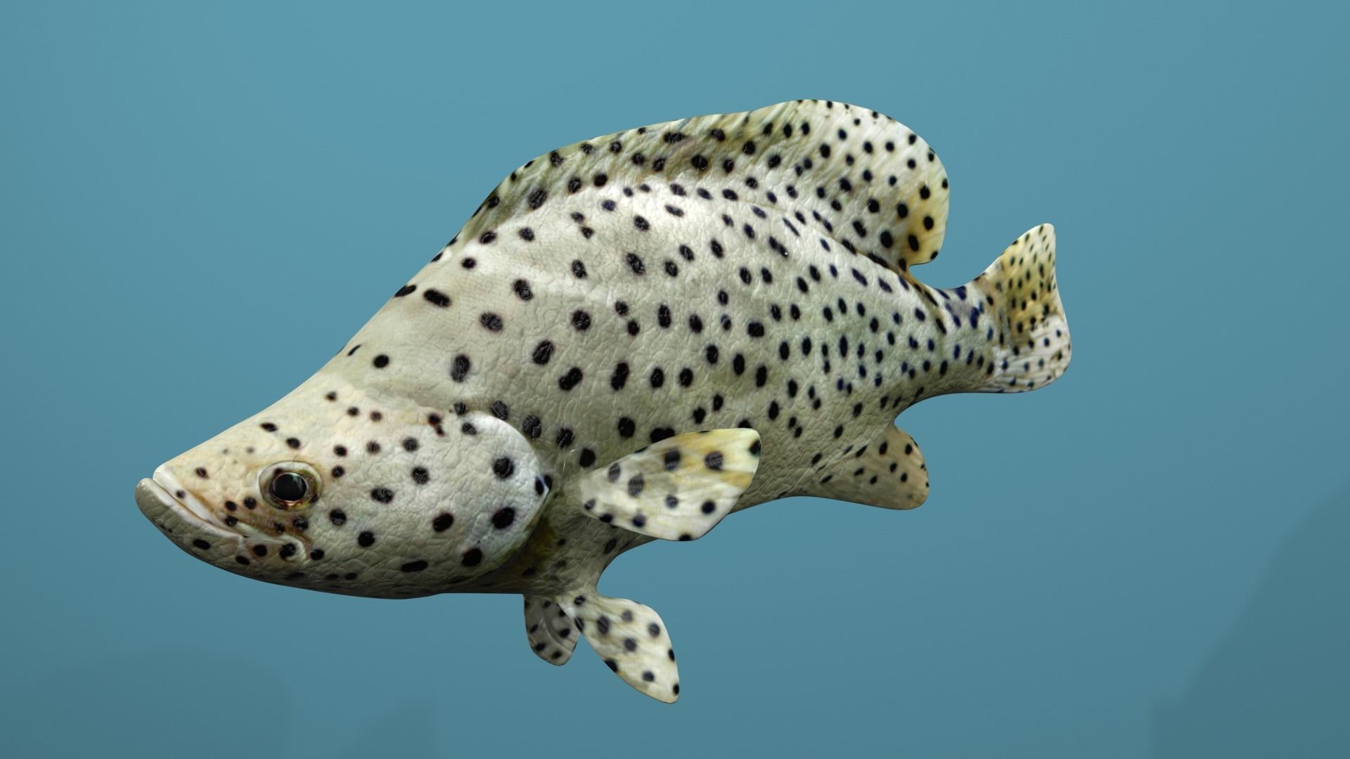 Humpback Grouper Low-poly 3D model_19