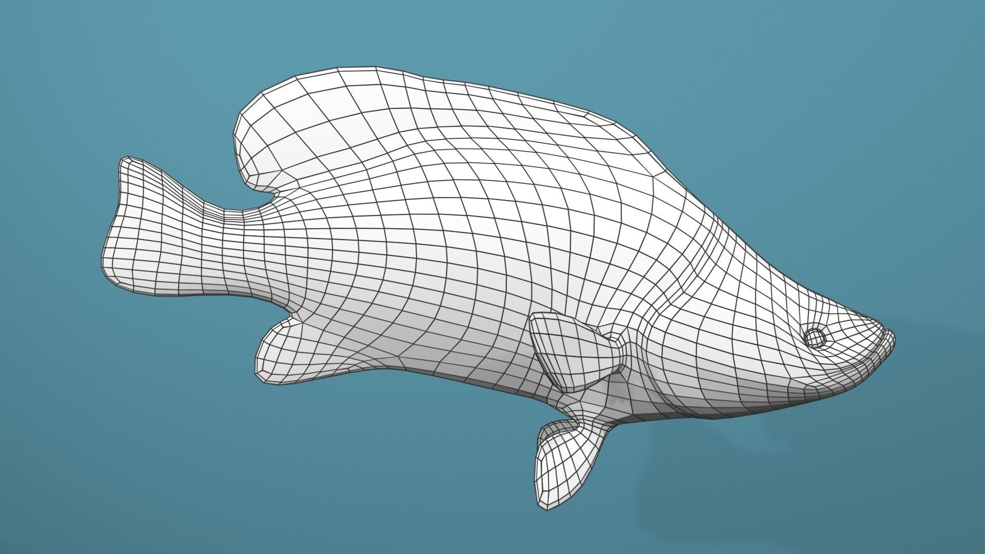 Humpback Grouper Low-poly 3D model_2