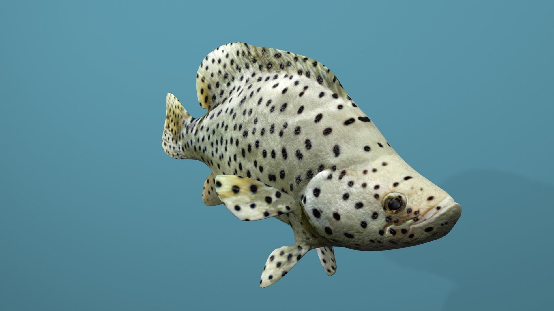 Humpback Grouper Low-poly 3D model_27