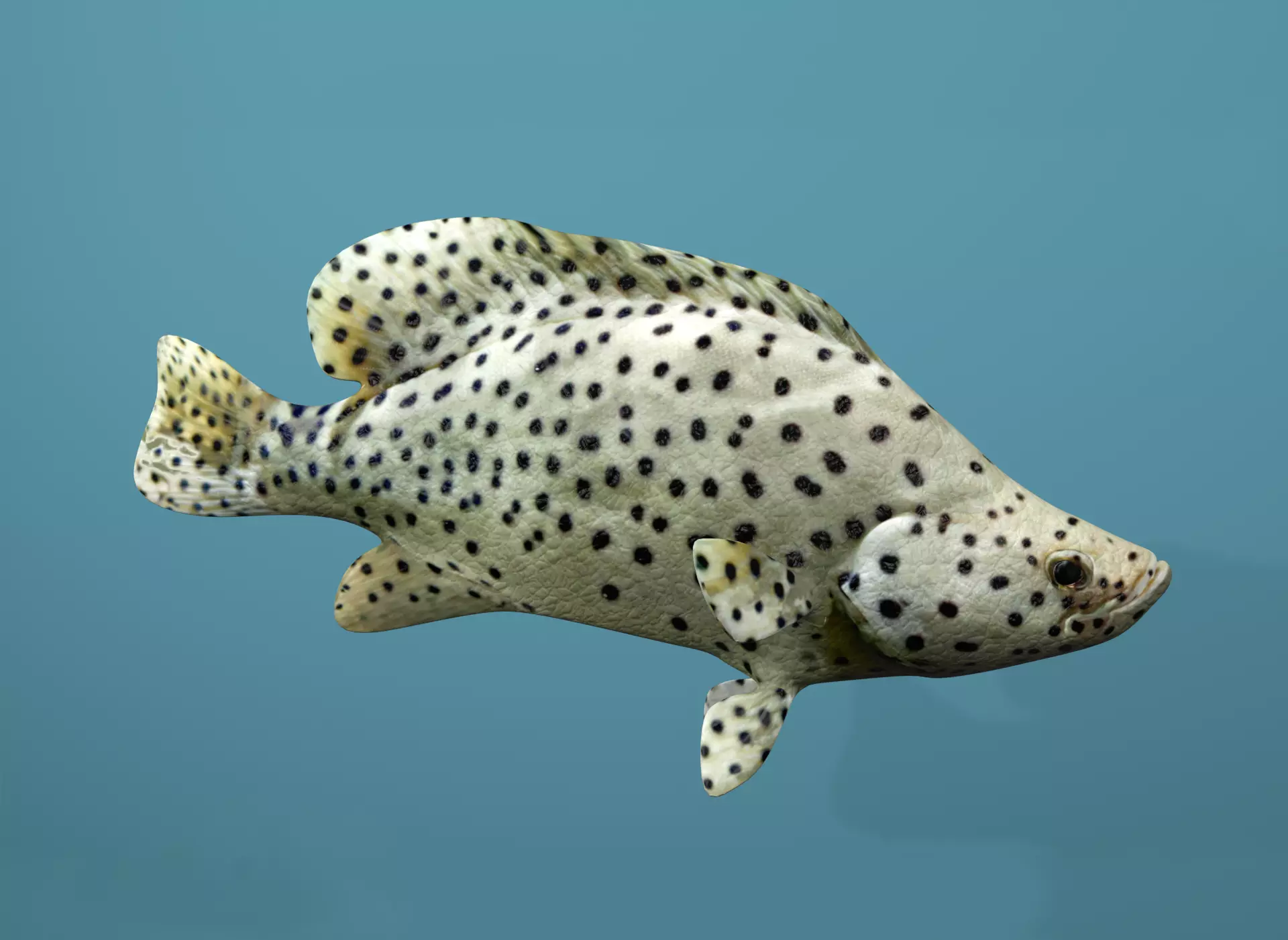Humpback Grouper Low-poly 3D model_0