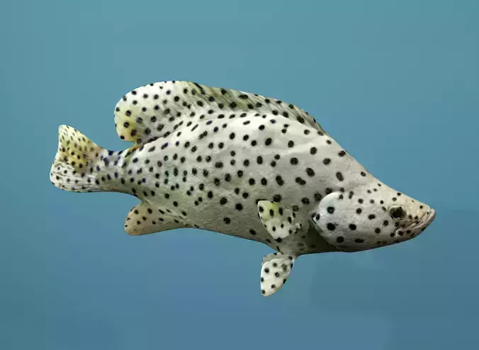 Humpback Grouper Low-poly 3D model