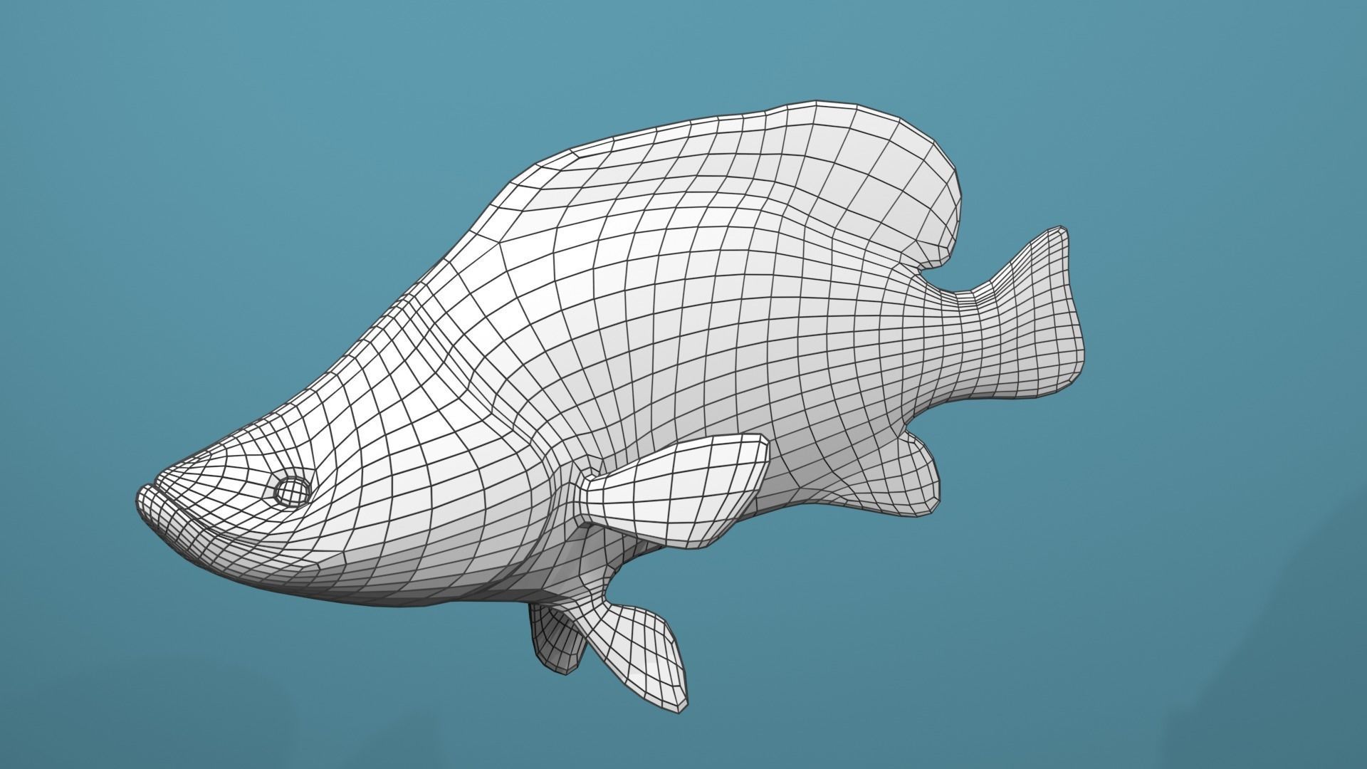 Humpback Grouper Low-poly 3D model_20