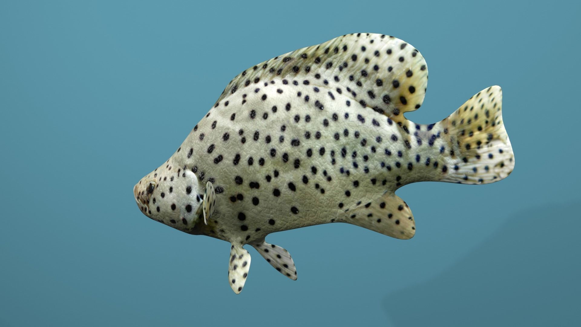 Humpback Grouper Low-poly 3D model_13