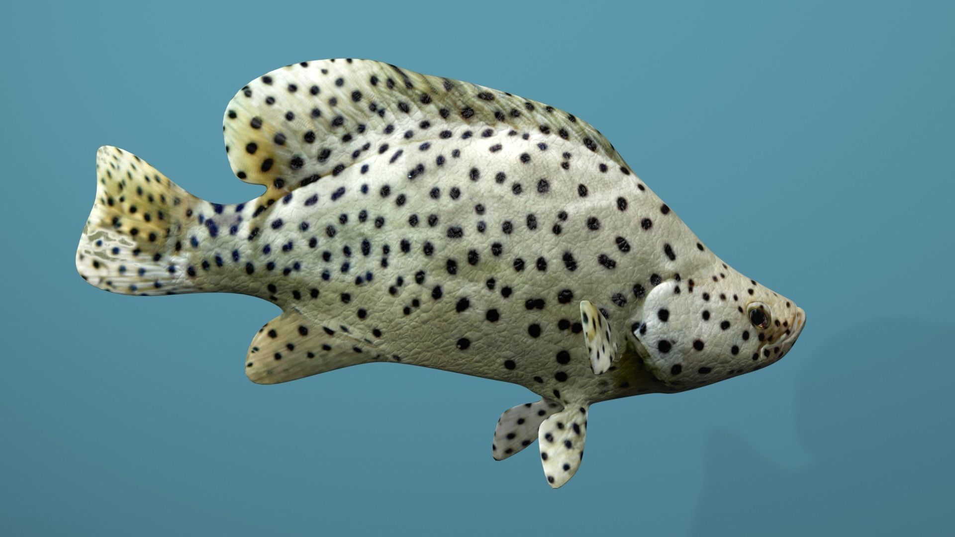 Humpback Grouper Low-poly 3D model_3