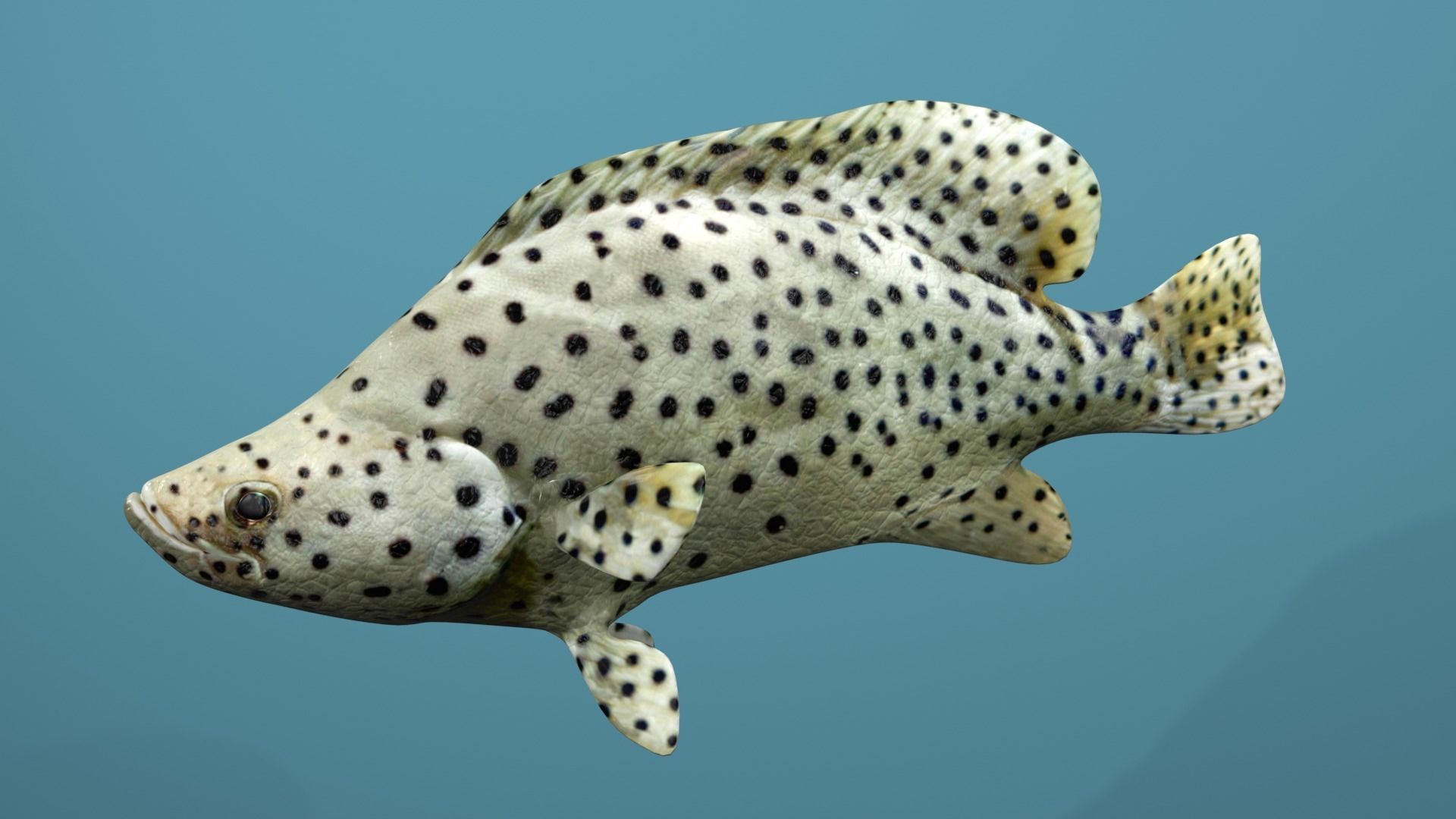 Humpback Grouper Low-poly 3D model_17