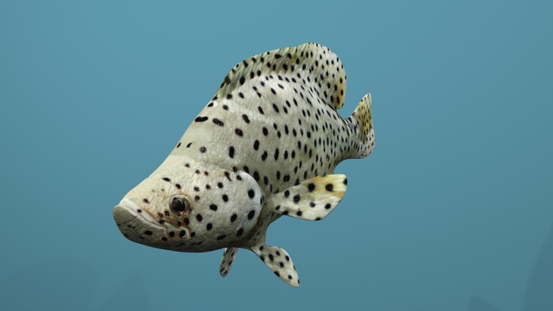 Humpback Grouper Low-poly 3D model_21