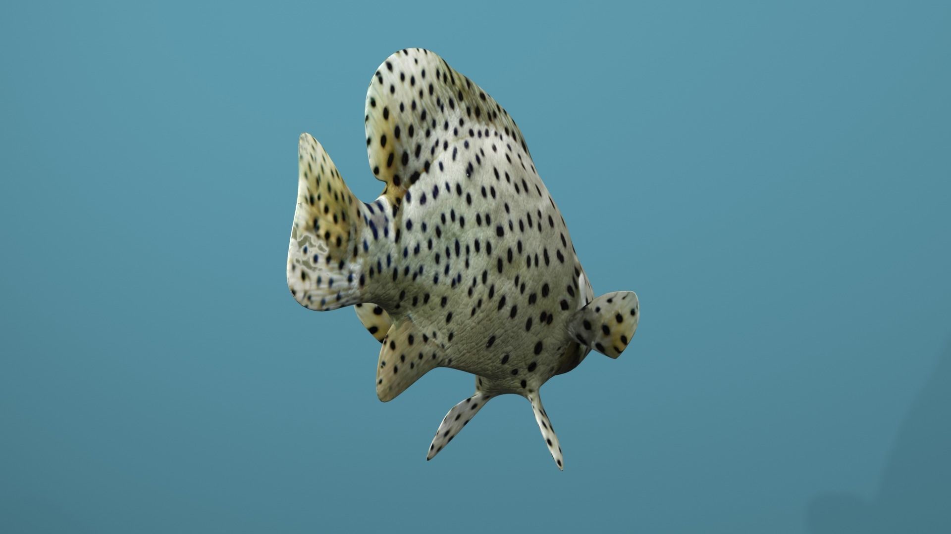 Humpback Grouper Low-poly 3D model_7