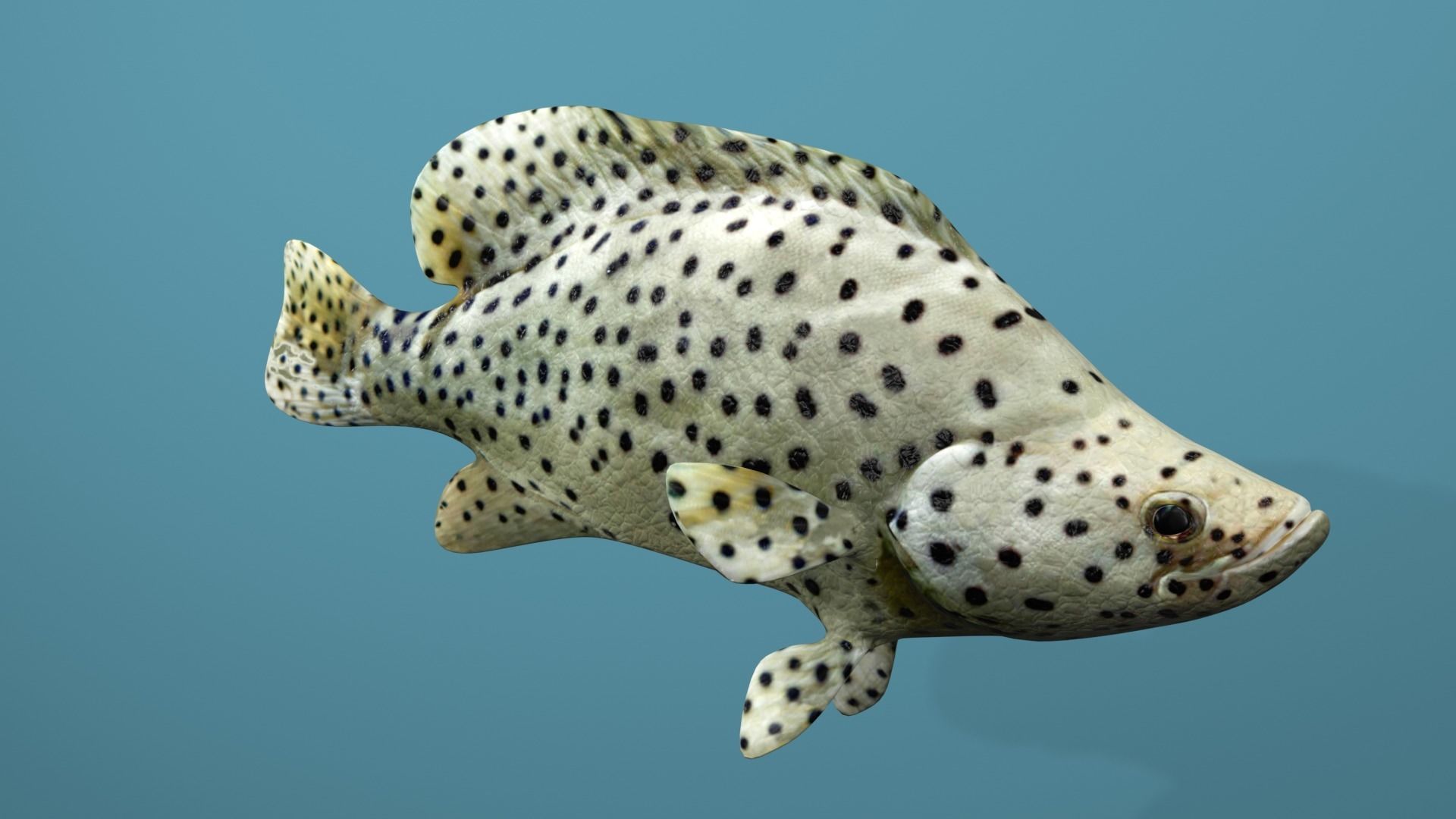 Humpback Grouper Low-poly 3D model_29