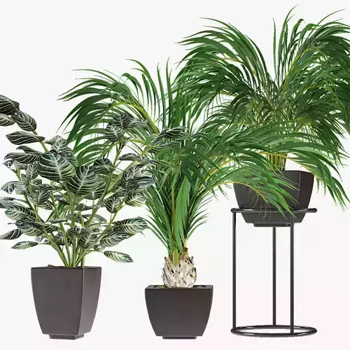 Collections Plants 08