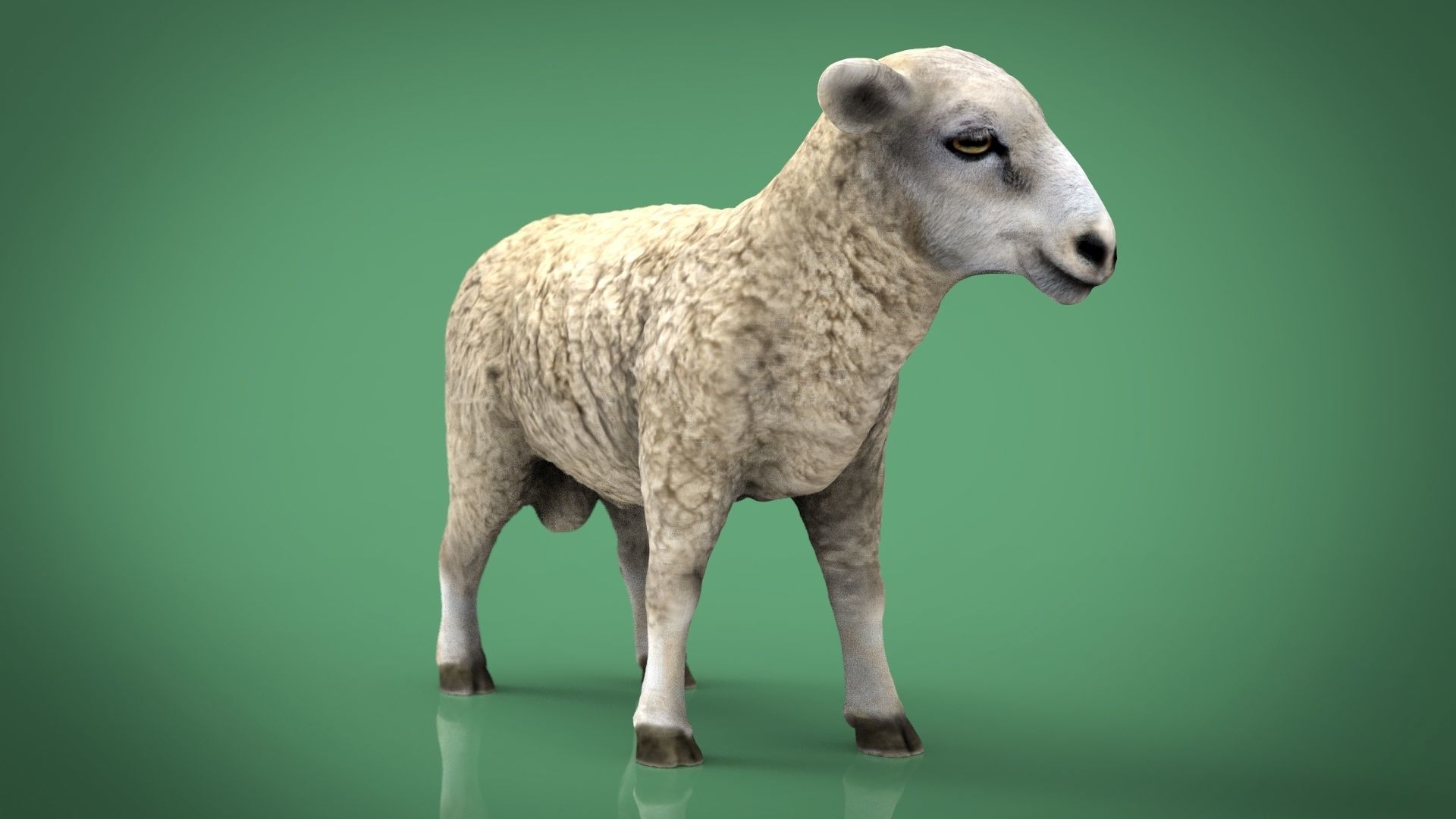 SHEEP Low-poly 3D model_2