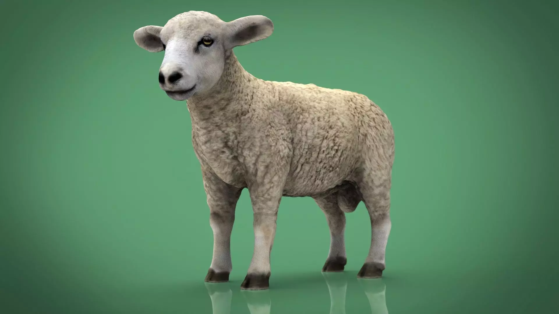 SHEEP Low-poly 3D model_0