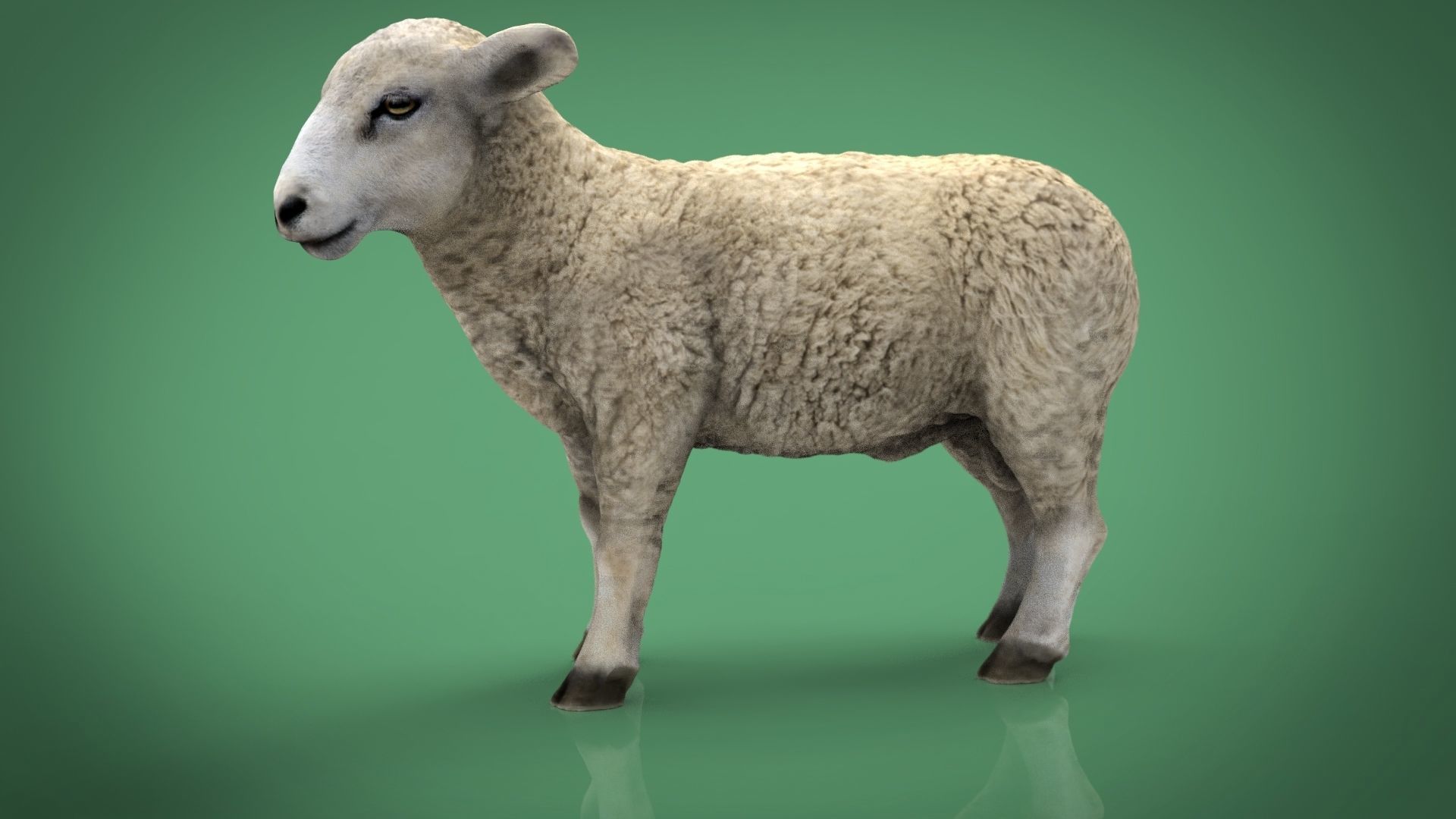 SHEEP Low-poly 3D model_3