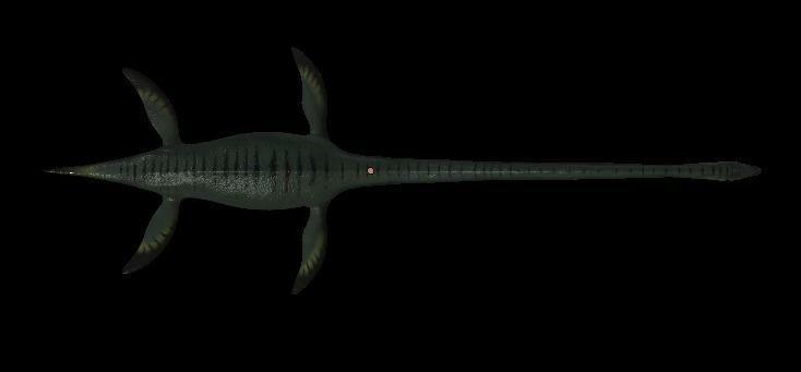 Elasmosaurus dinosaur Low-poly 3D model_6