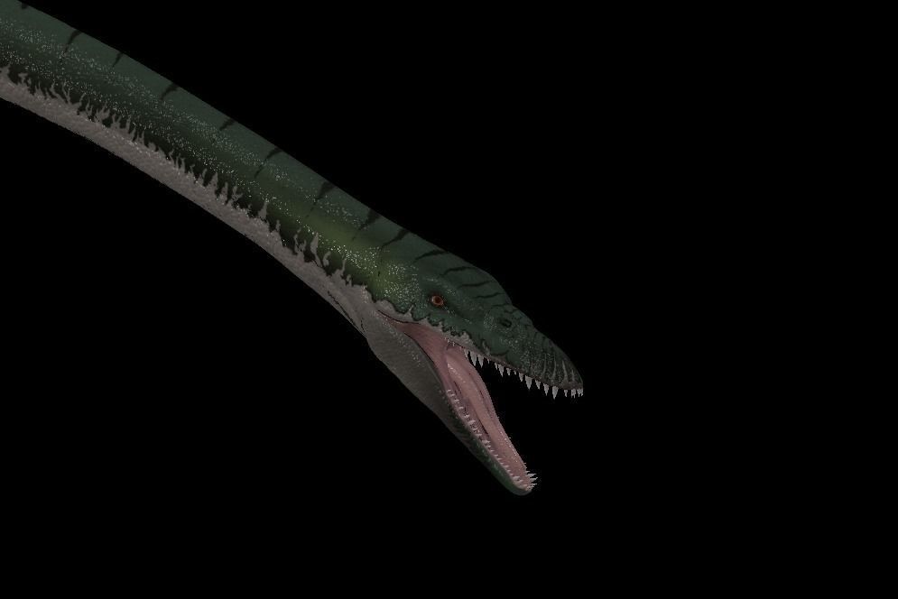 Elasmosaurus dinosaur Low-poly 3D model_5