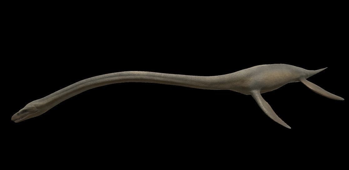 Elasmosaurus dinosaur Low-poly 3D model_11