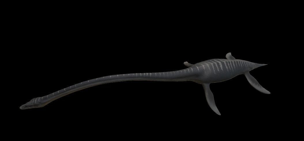 Elasmosaurus dinosaur Low-poly 3D model_7