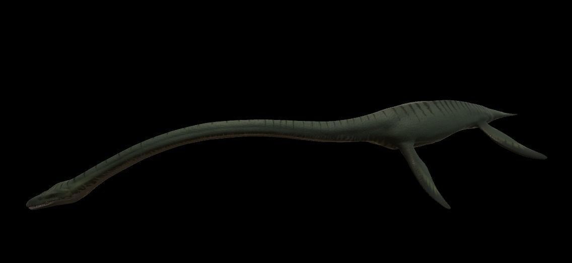 Elasmosaurus dinosaur Low-poly 3D model_9