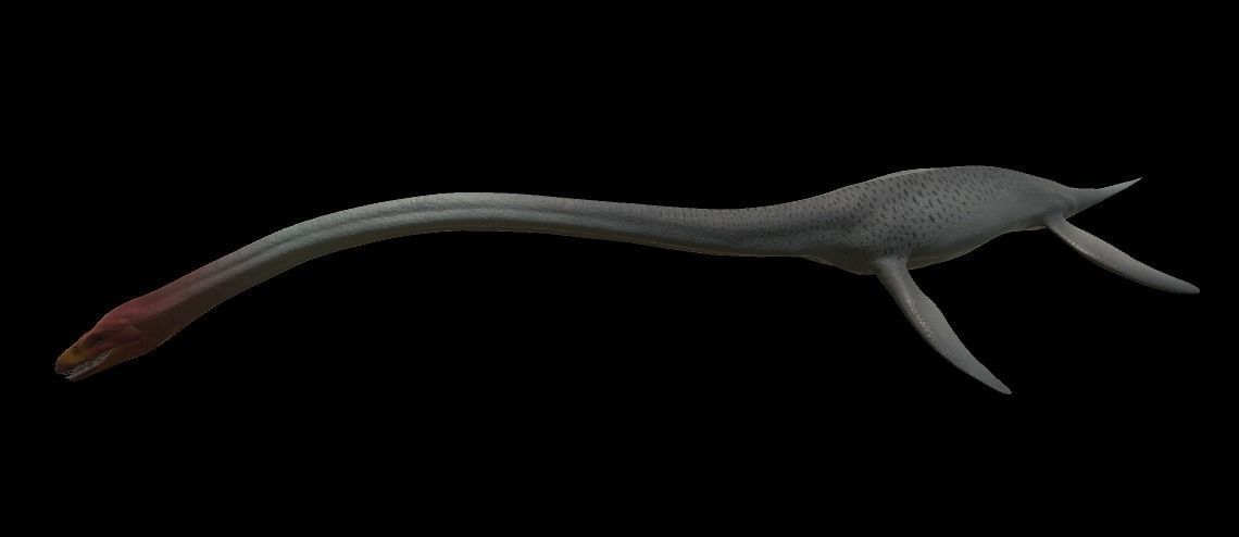 Elasmosaurus dinosaur Low-poly 3D model_8