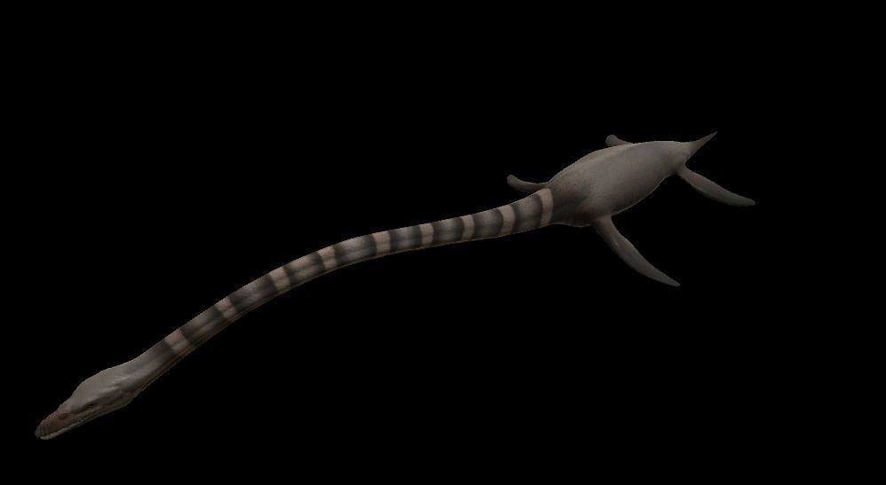 Elasmosaurus dinosaur Low-poly 3D model_10
