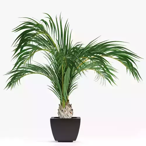 Realistic Palm Garden