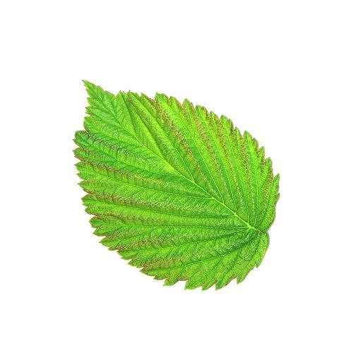 Raspberry Fruit 3D model Photoscan 3D model 6
