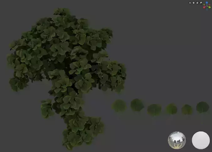 Aspen leaf 3D models