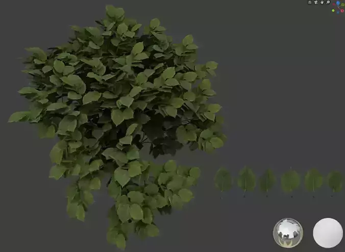 Ulmus leaf 3D models