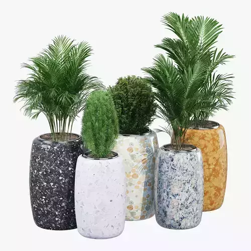 Orione potted plants