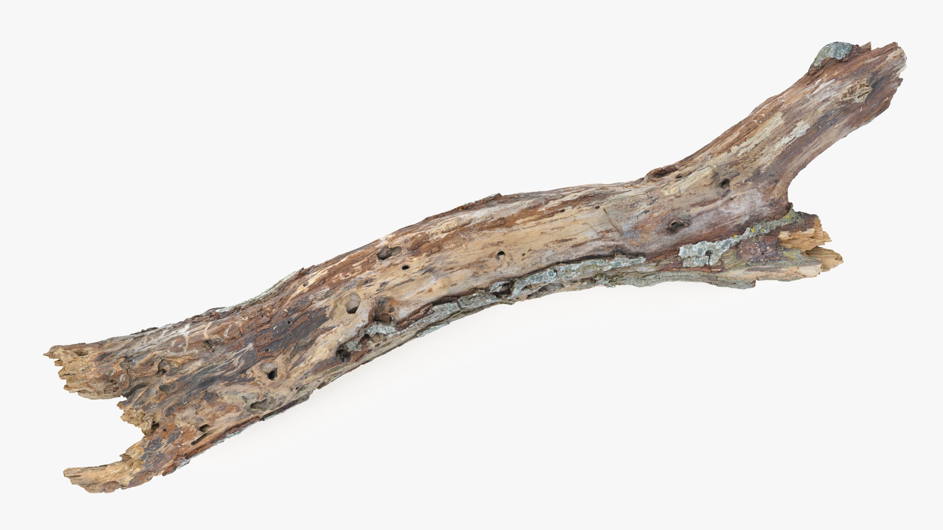 Withered Tree Hide Low-poly 3D model_2