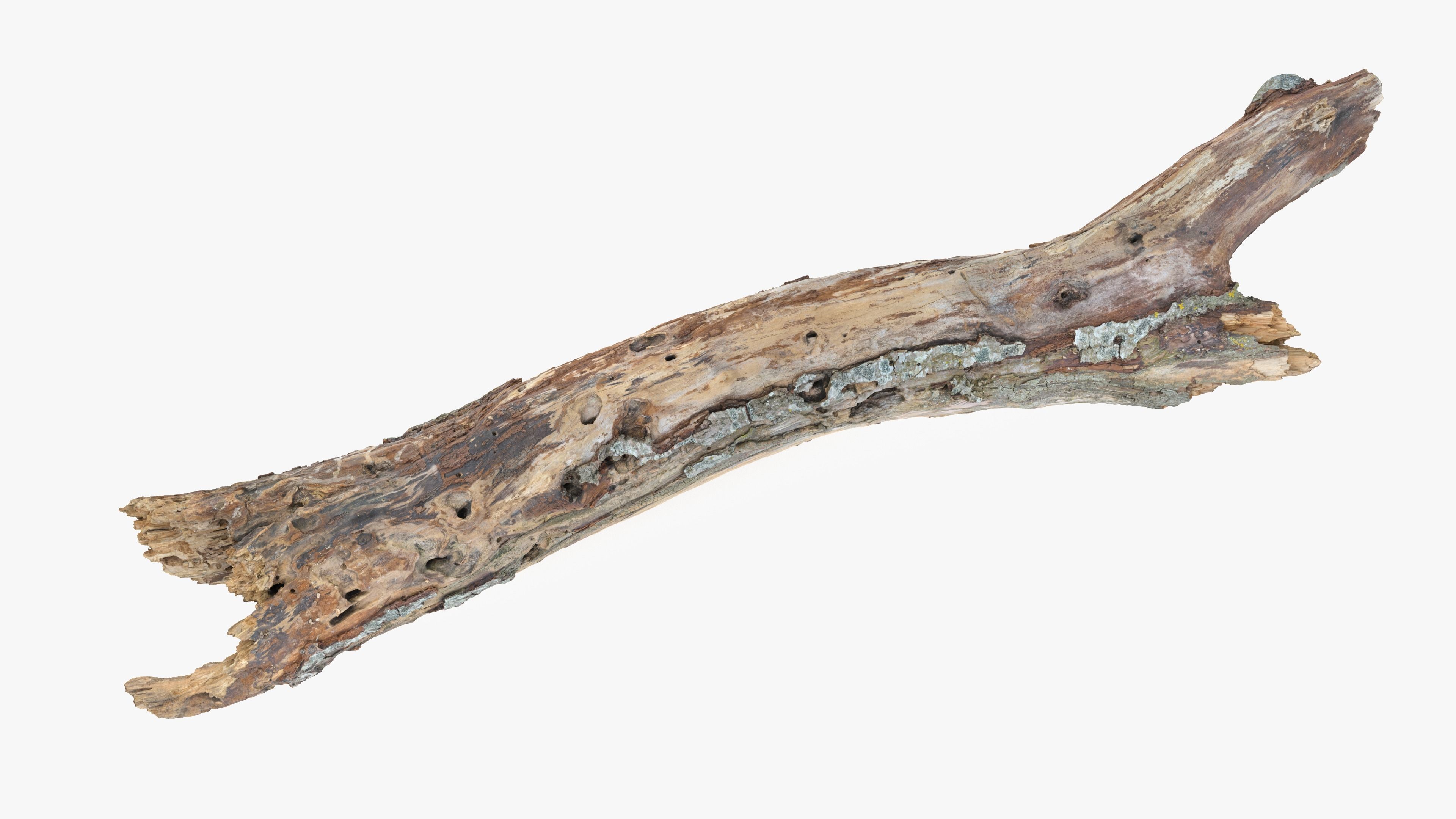 Withered Tree Hide Low-poly 3D model_9