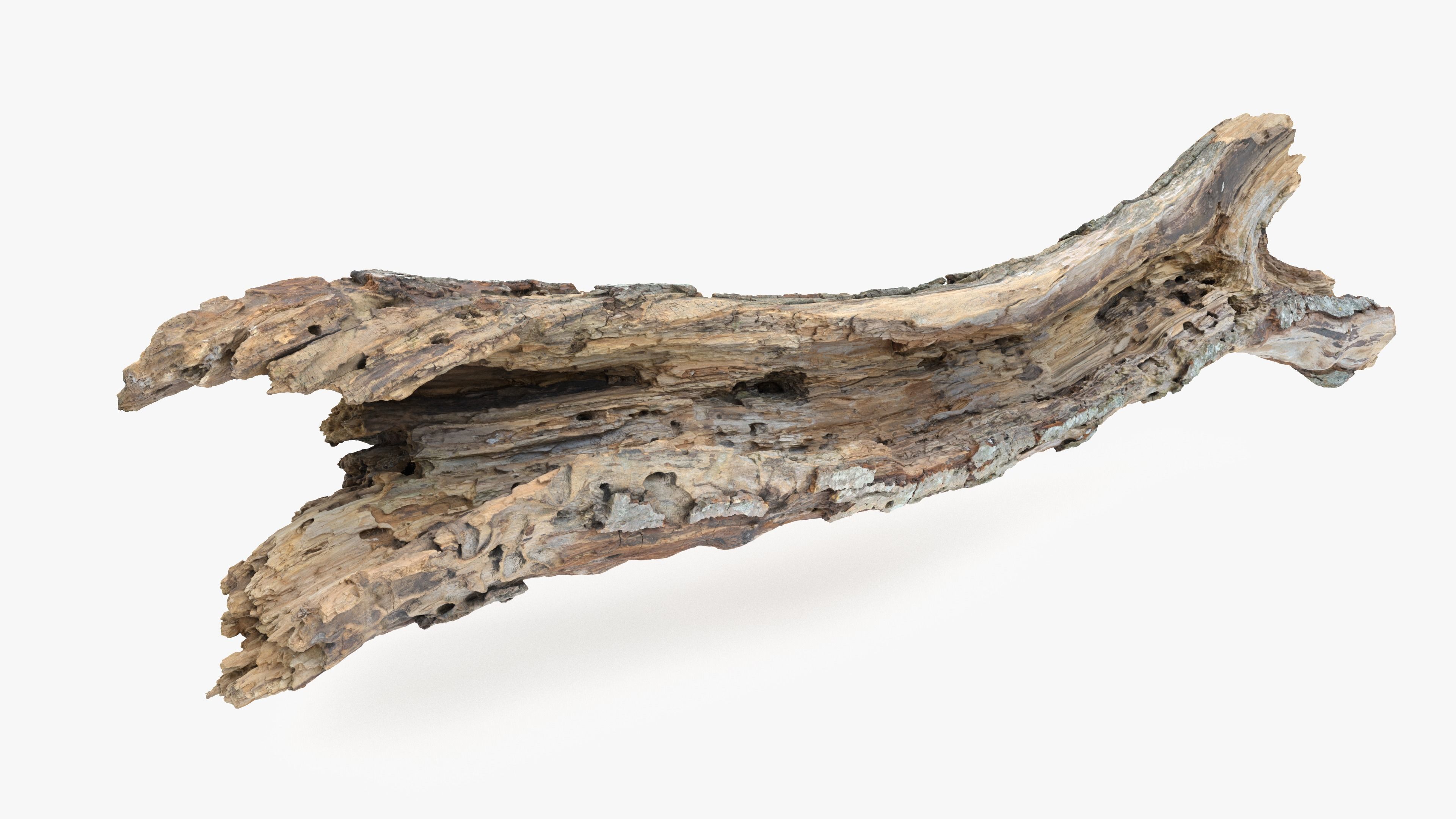 Withered Tree Hide Low-poly 3D model_5