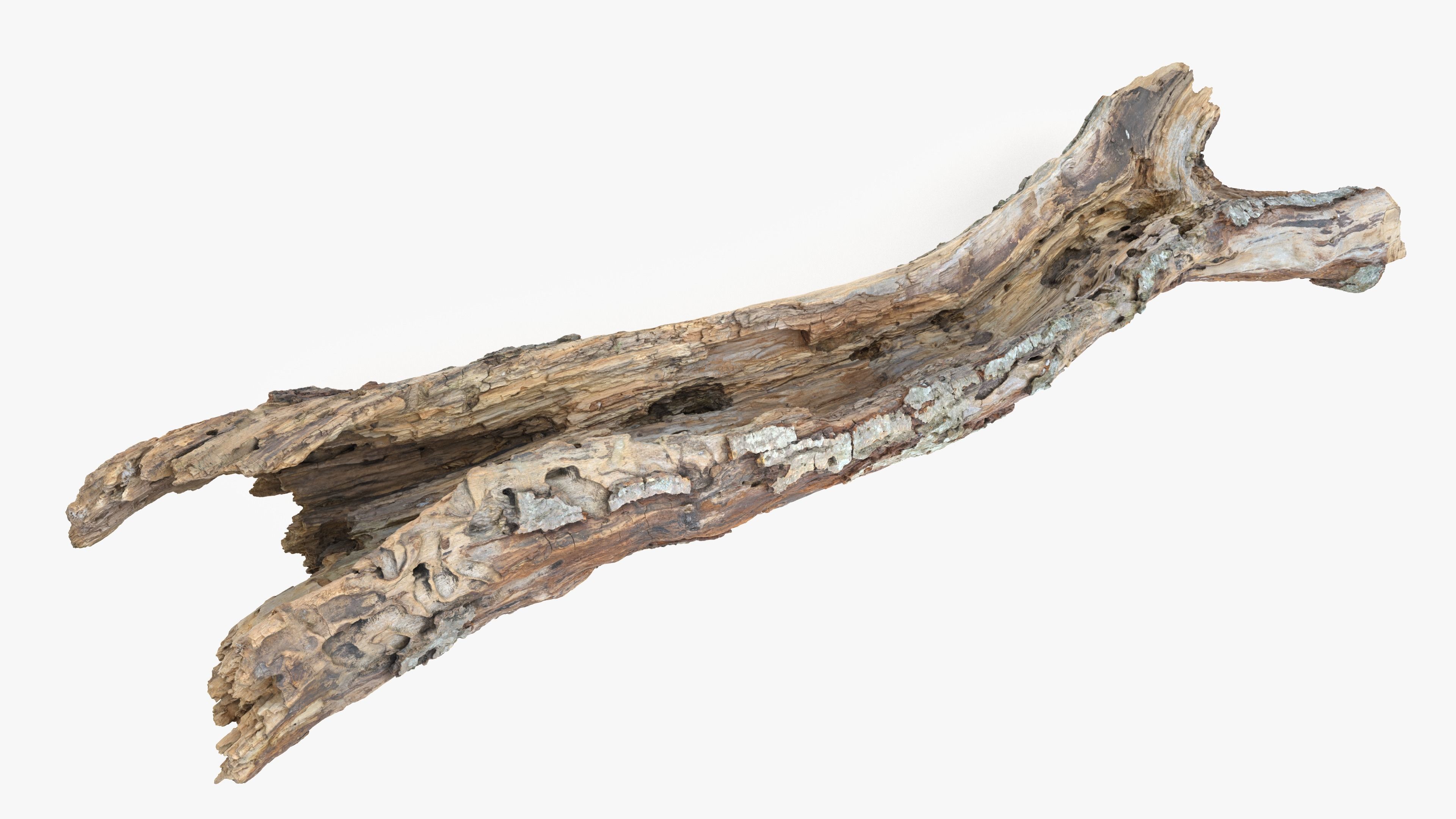 Withered Tree Hide Low-poly 3D model_31