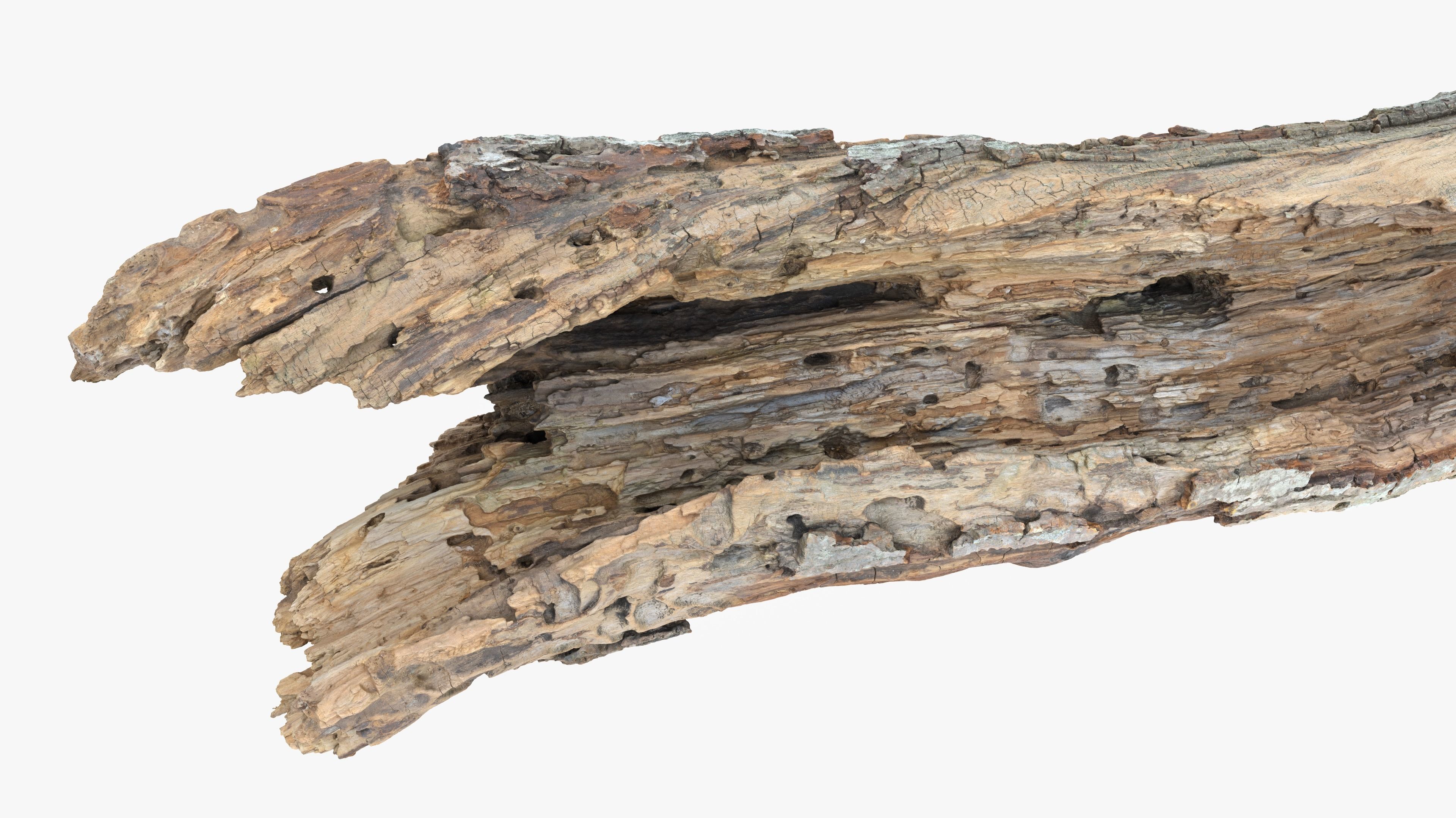 Withered Tree Hide Low-poly 3D model_12