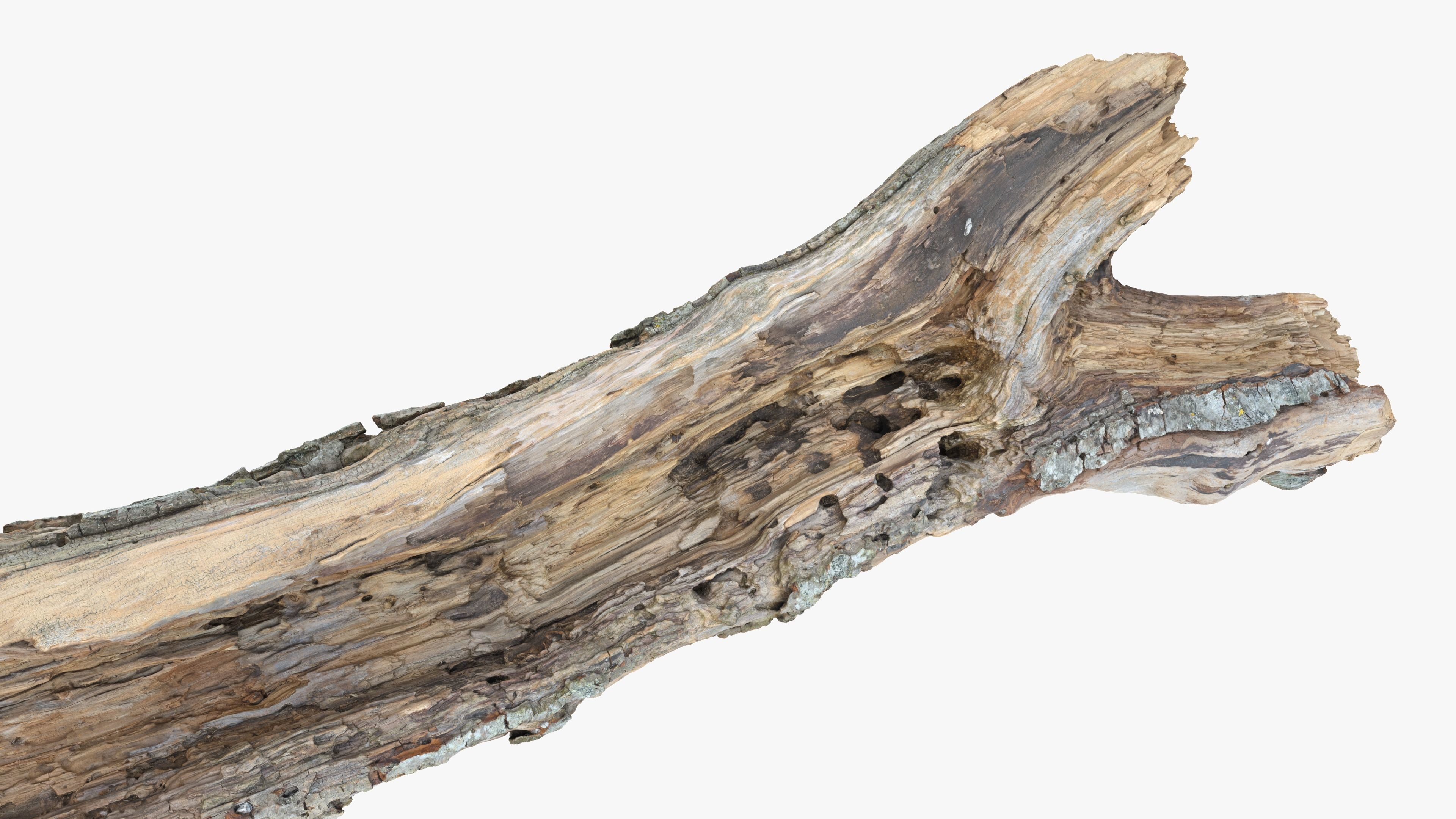 Withered Tree Hide Low-poly 3D model_10