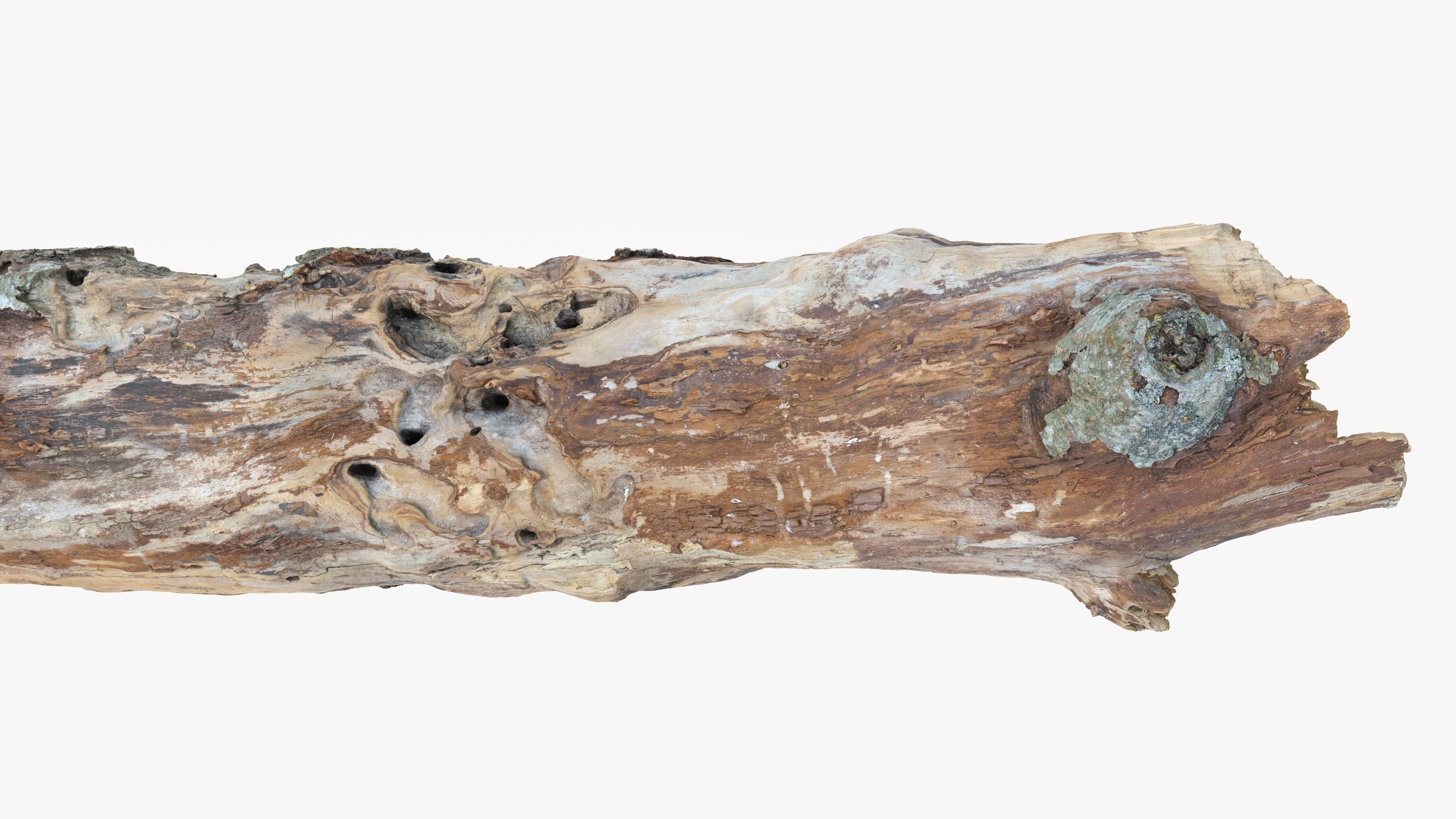 Withered Tree Hide Low-poly 3D model_17