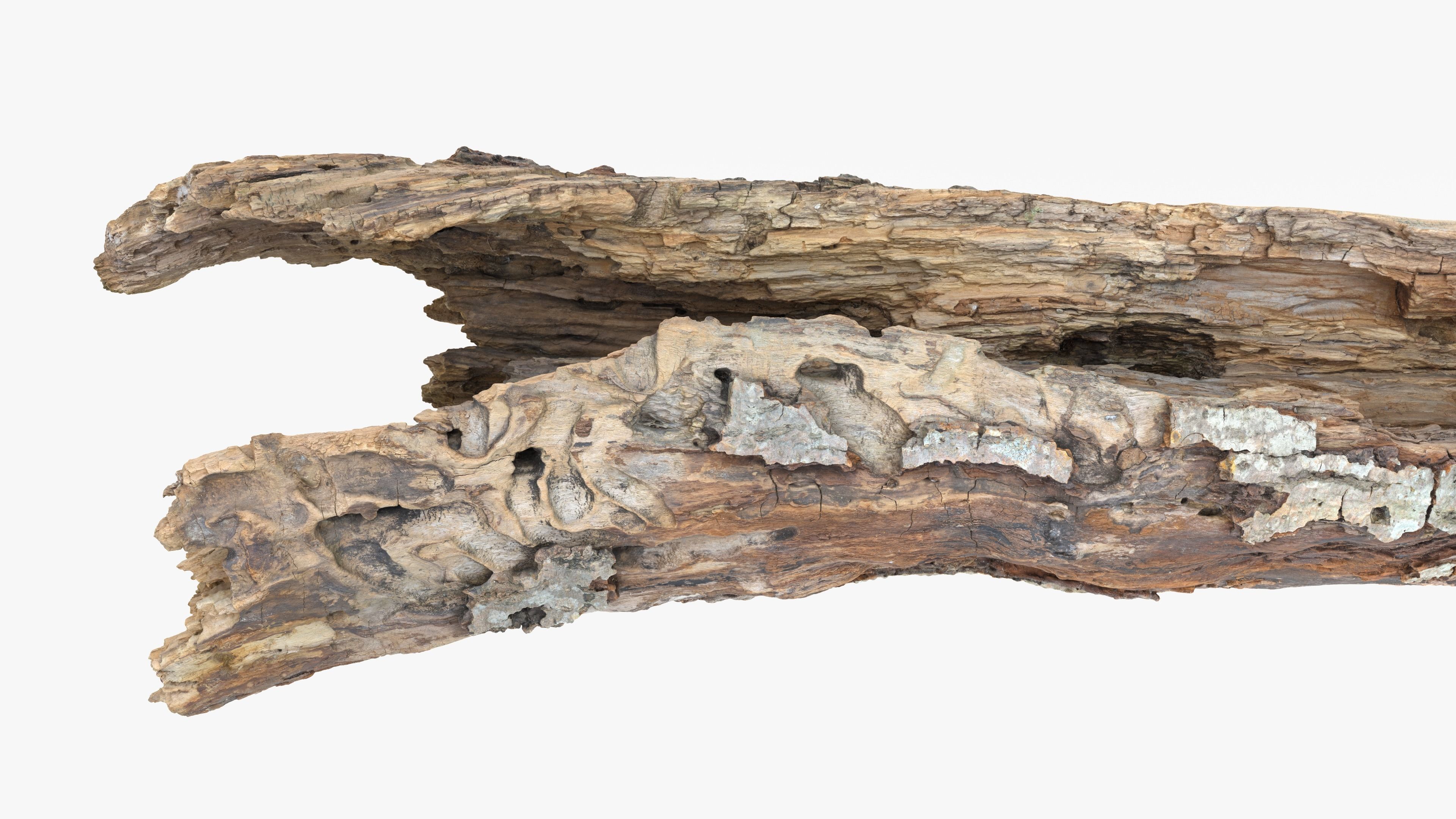 Withered Tree Hide Low-poly 3D model_22