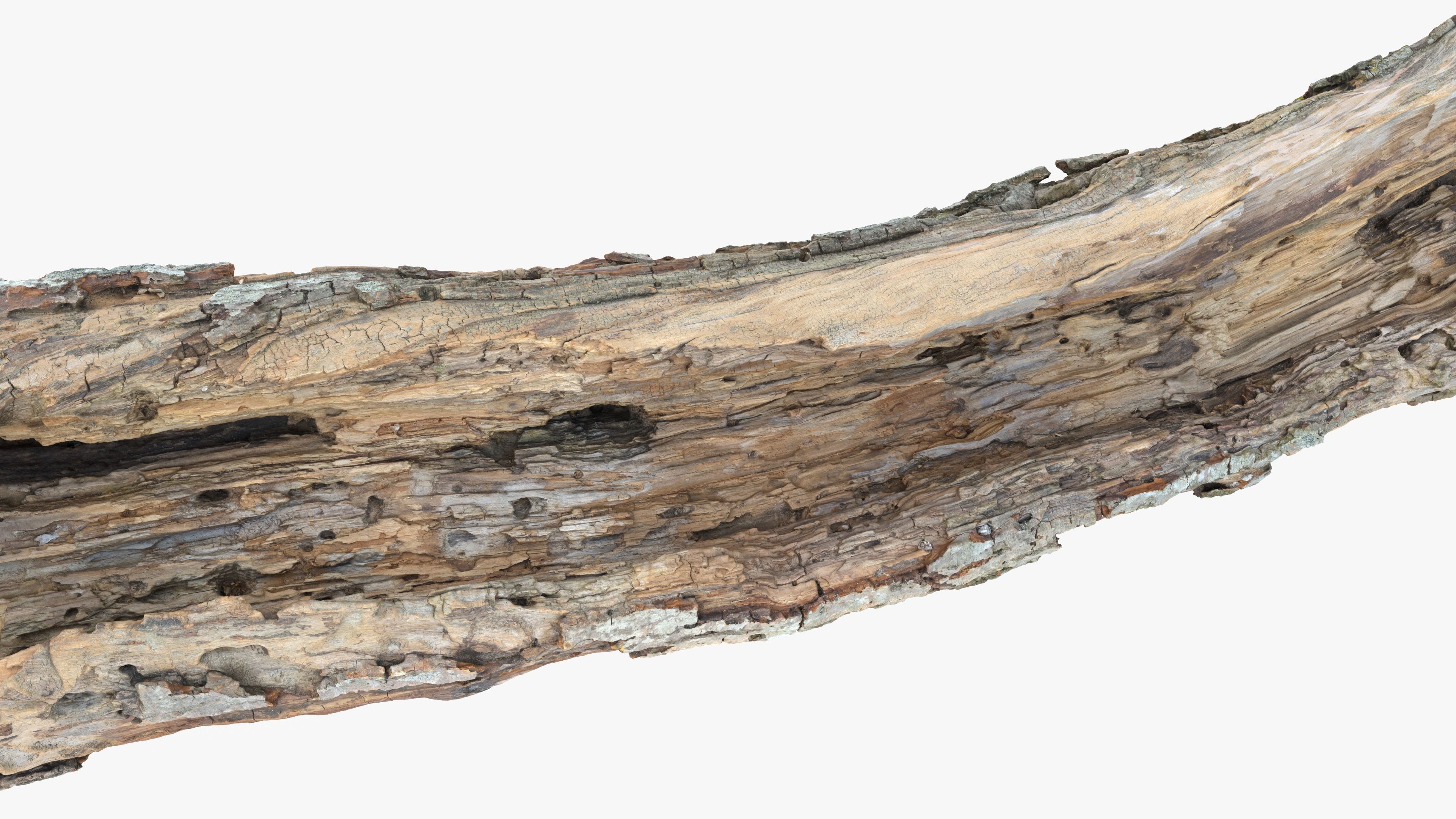 Withered Tree Hide Low-poly 3D model_11