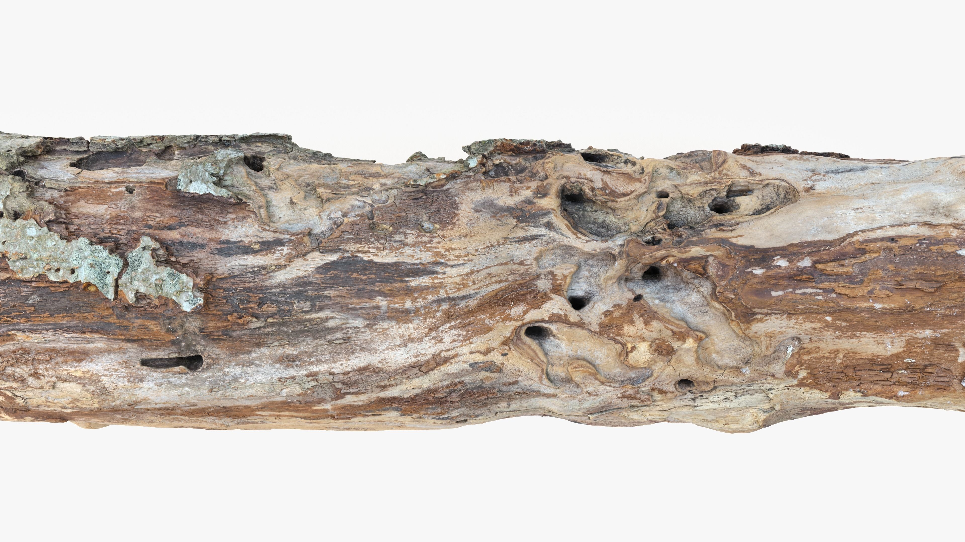 Withered Tree Hide Low-poly 3D model_18