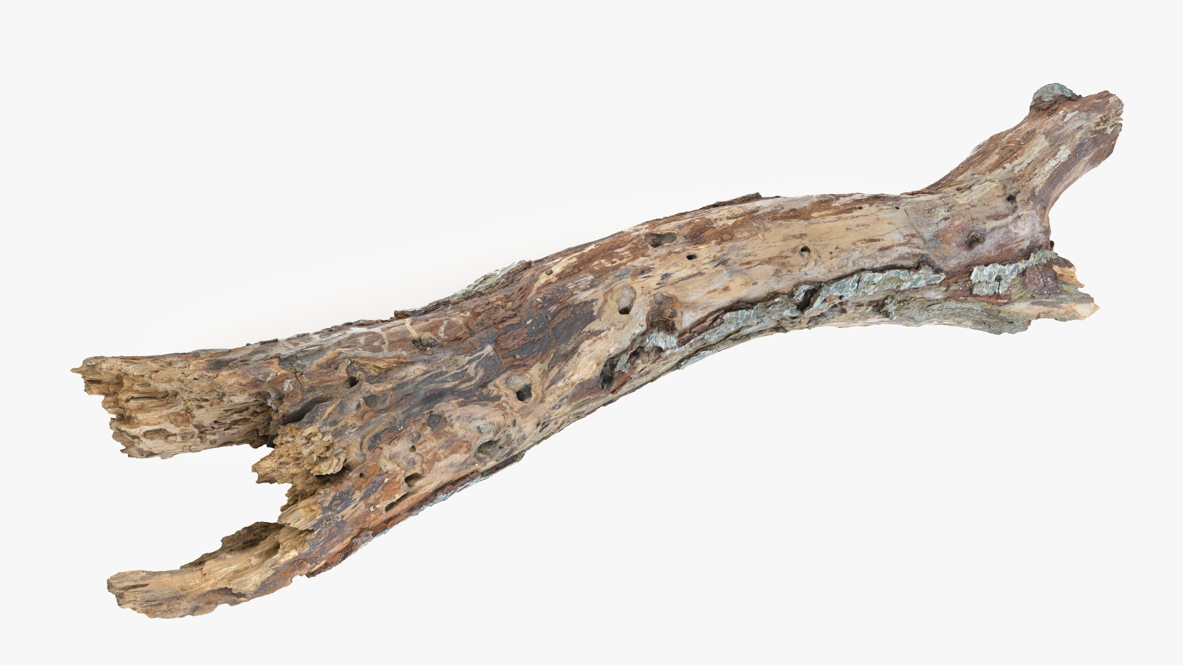 Withered Tree Hide Low-poly 3D model_28