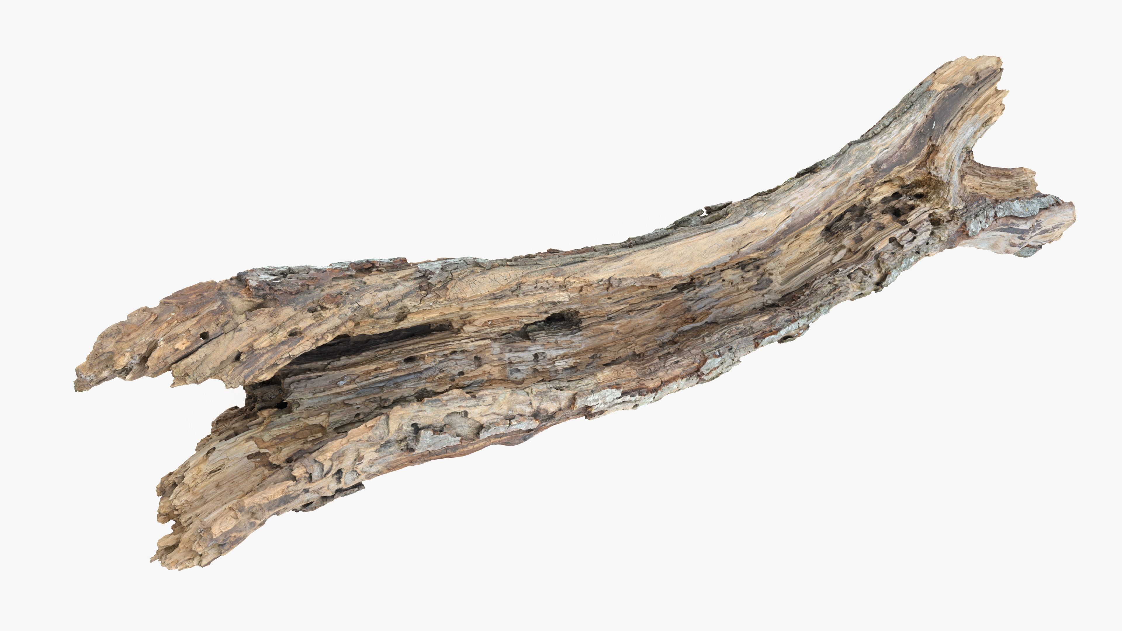 Withered Tree Hide Low-poly 3D model_8