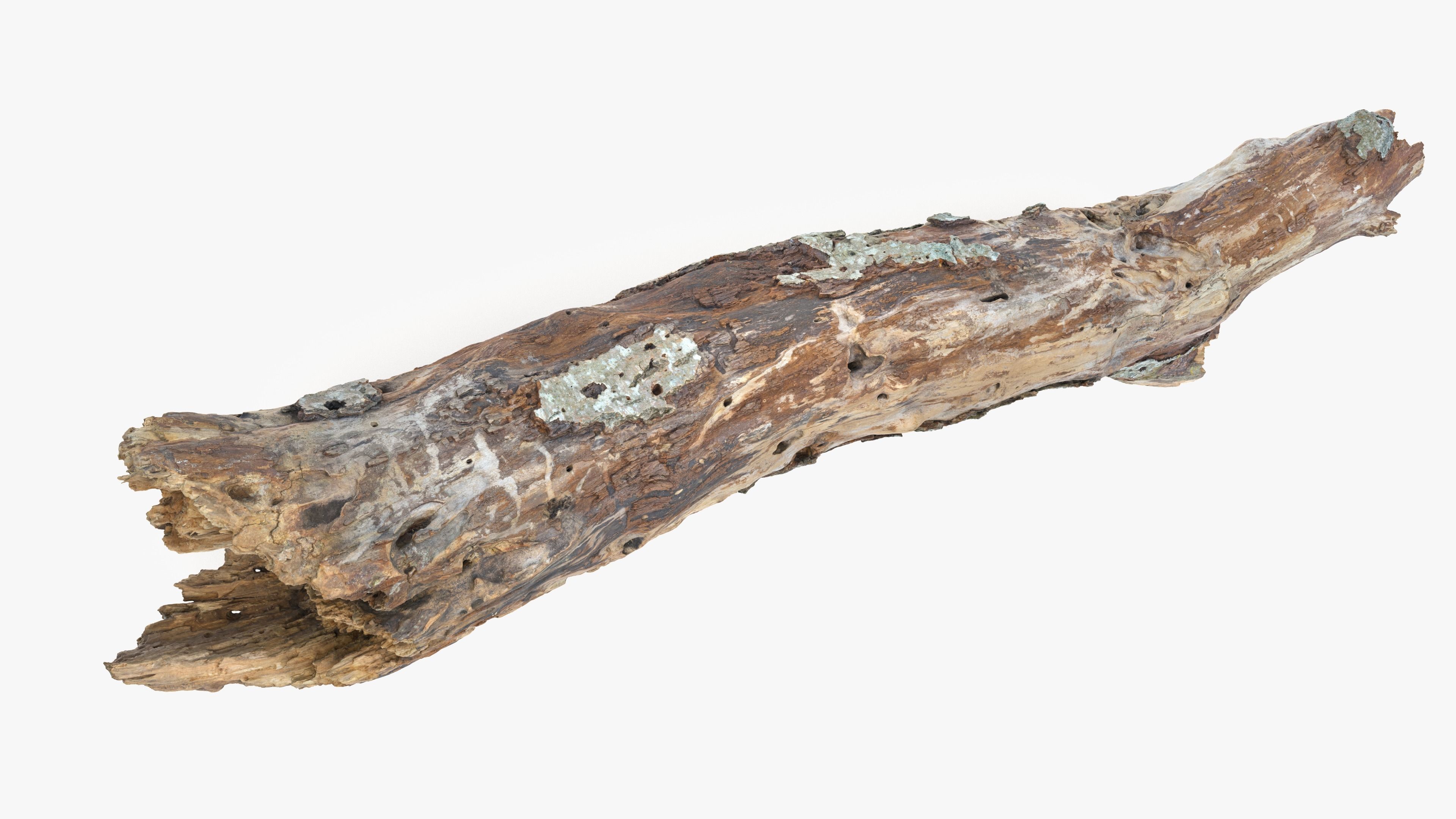 Withered Tree Hide Low-poly 3D model_29