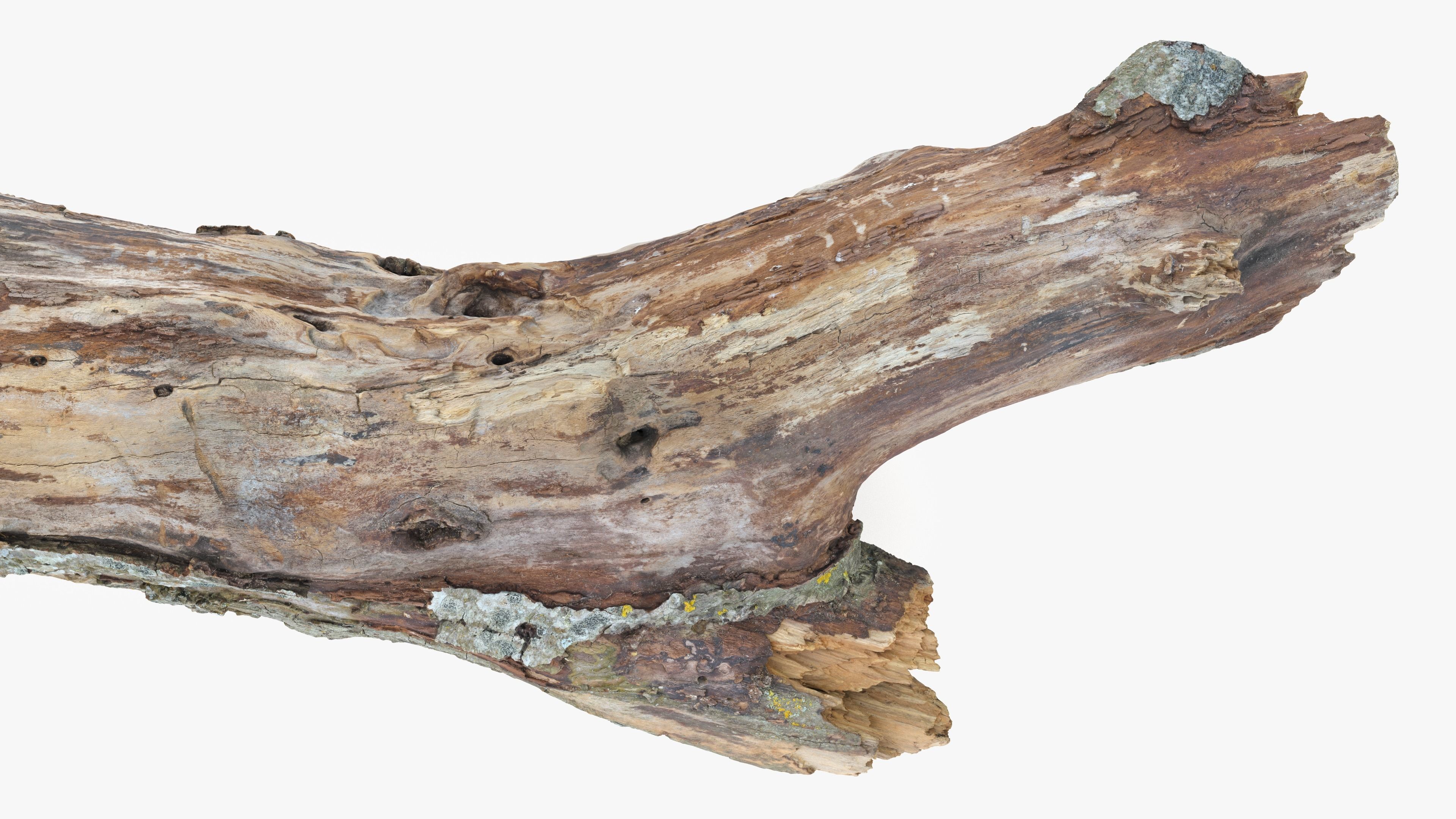 Withered Tree Hide Low-poly 3D model_16