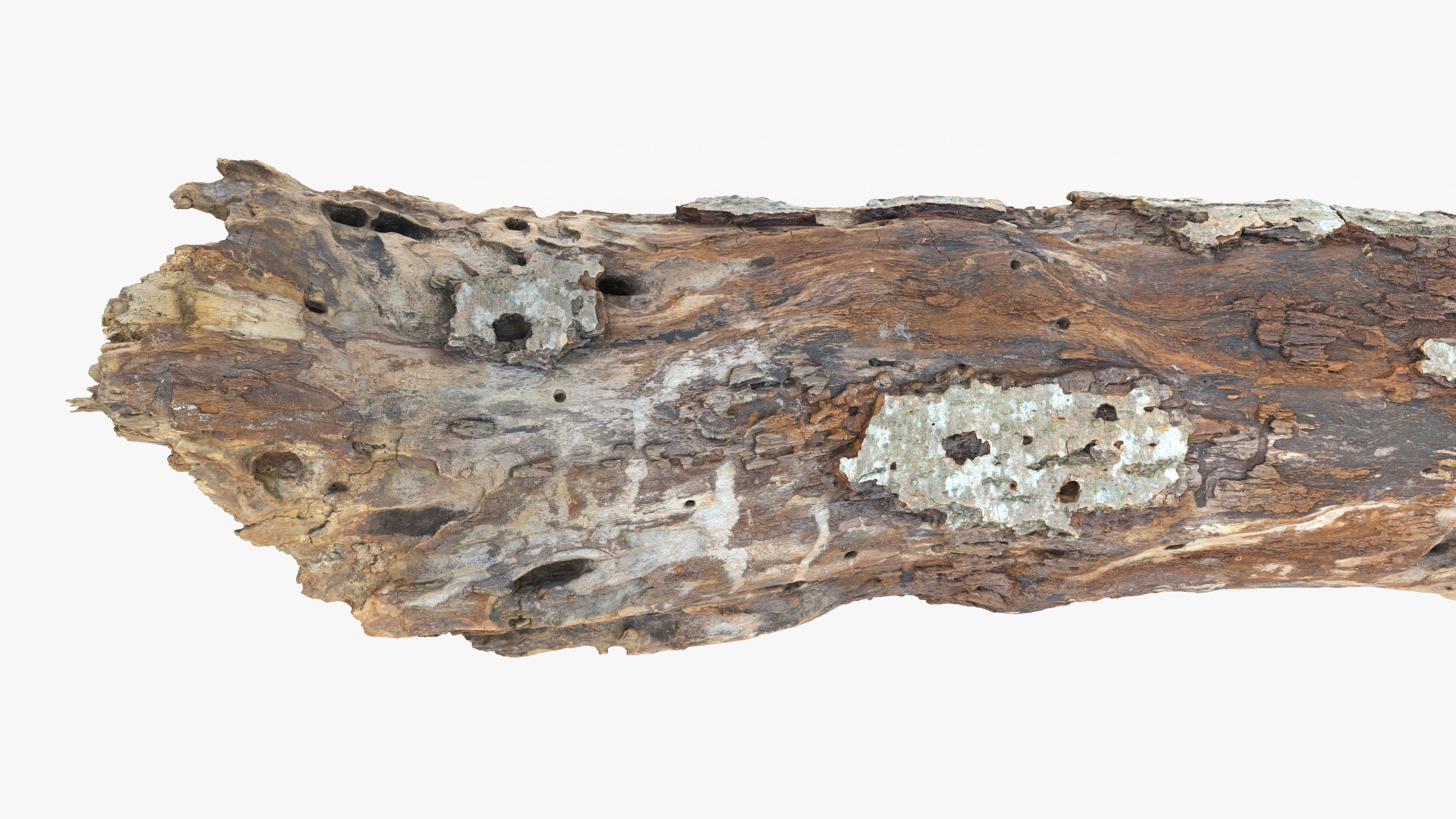 Withered Tree Hide Low-poly 3D model_21