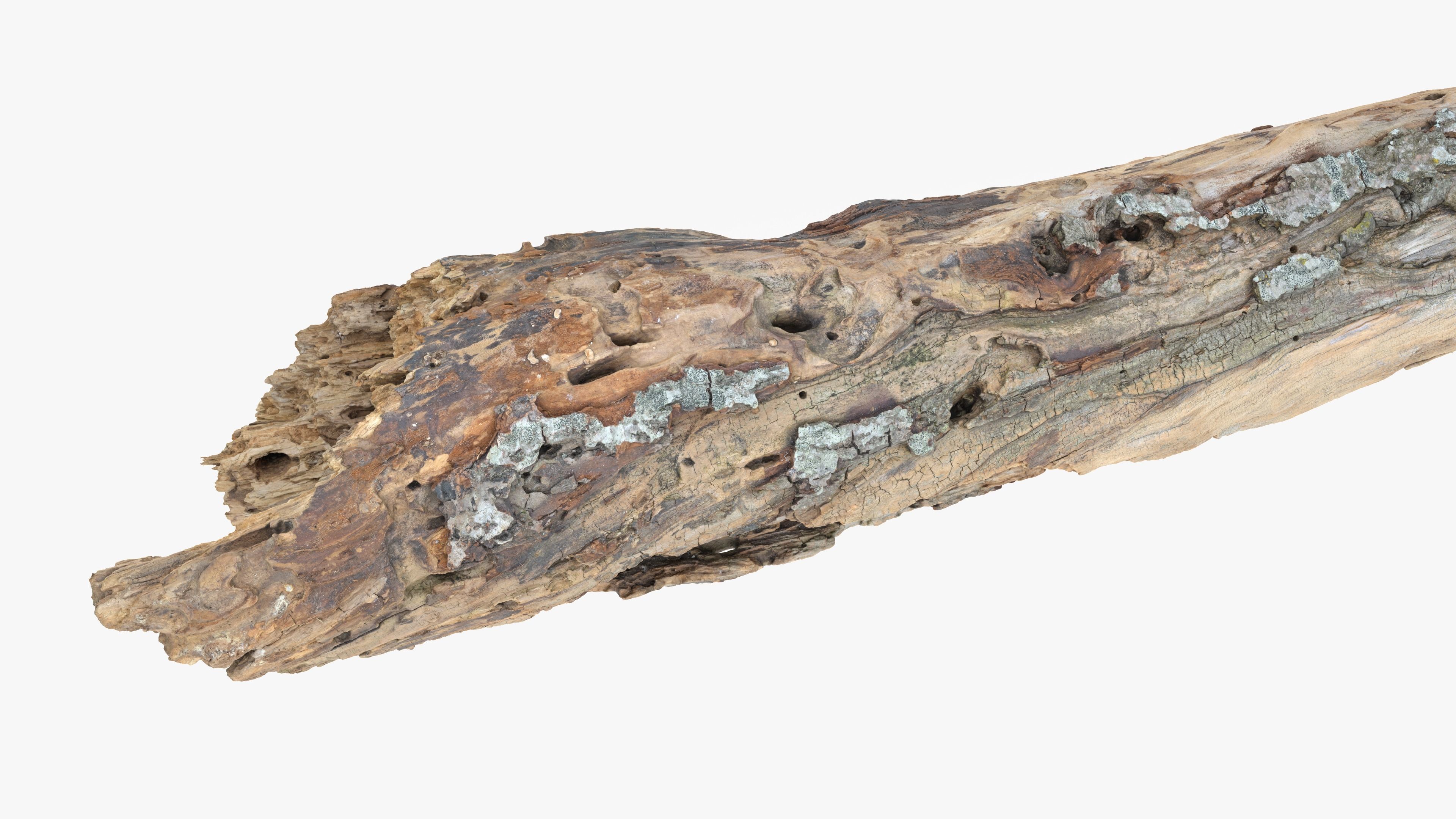 Withered Tree Hide Low-poly 3D model_23