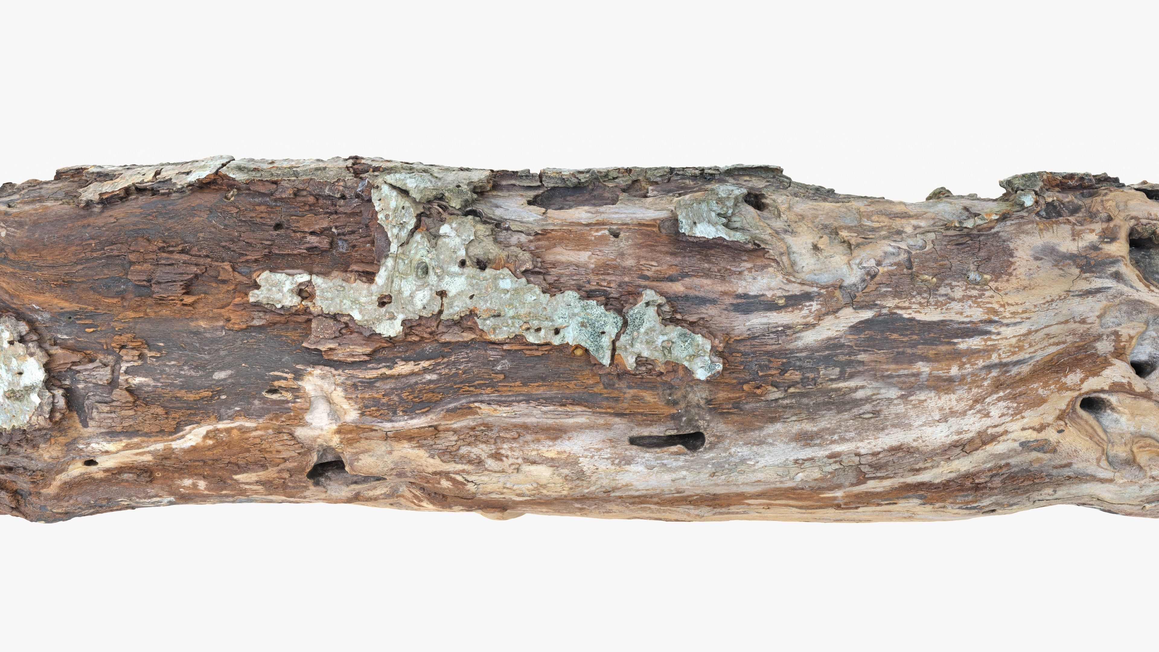 Withered Tree Hide Low-poly 3D model_19