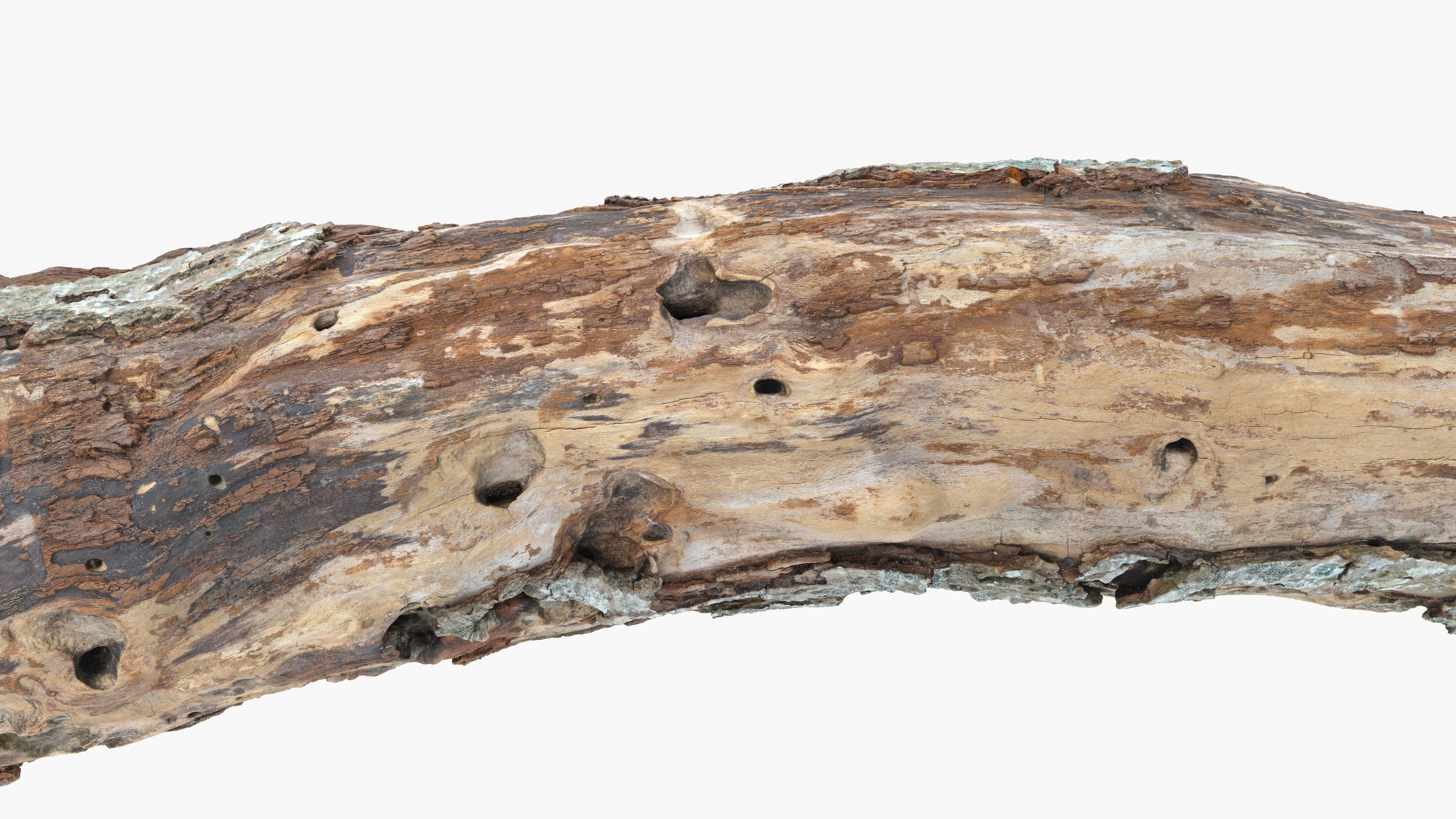 Withered Tree Hide Low-poly 3D model_14