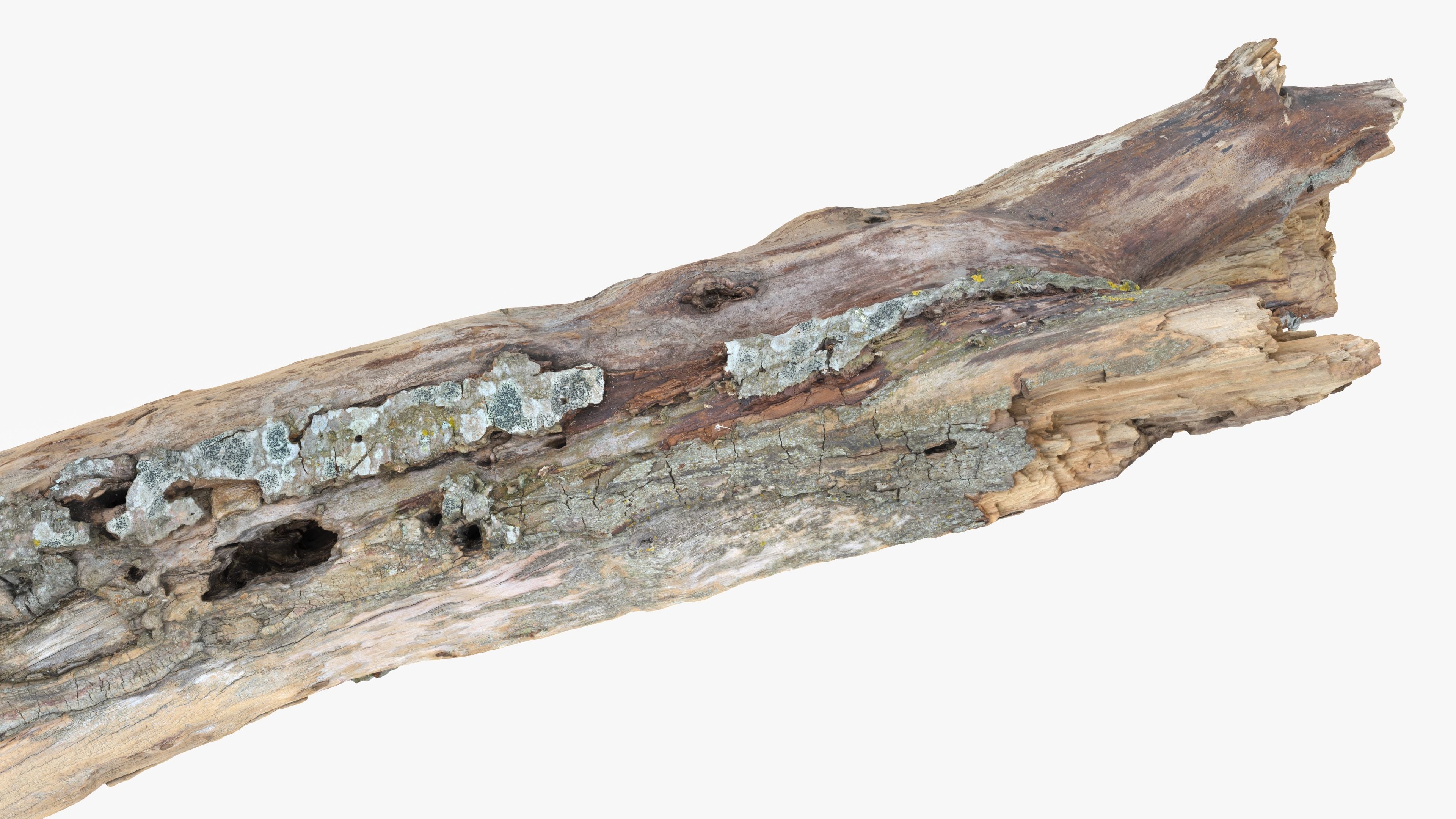 Withered Tree Hide Low-poly 3D model_25