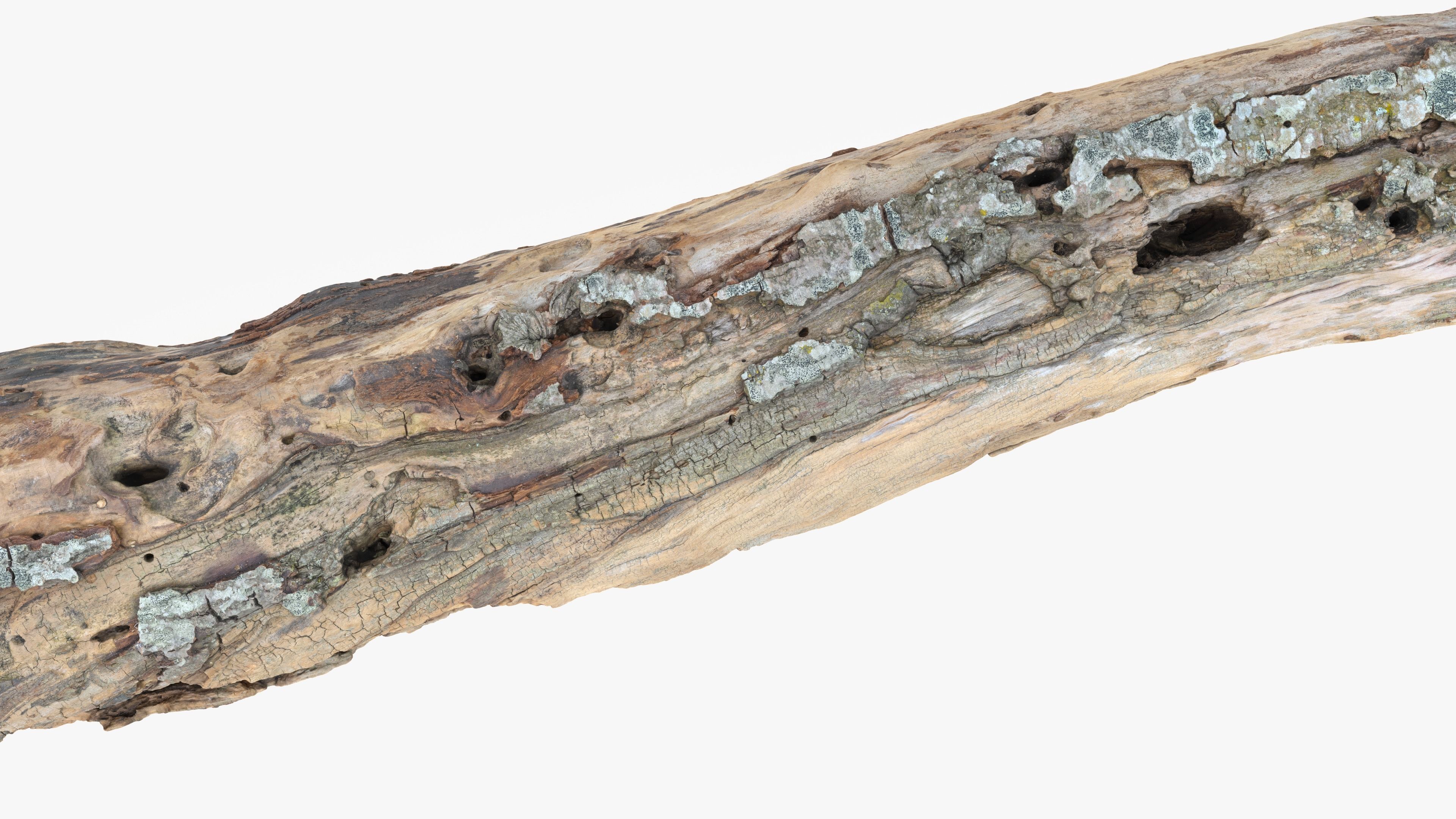 Withered Tree Hide Low-poly 3D model_24