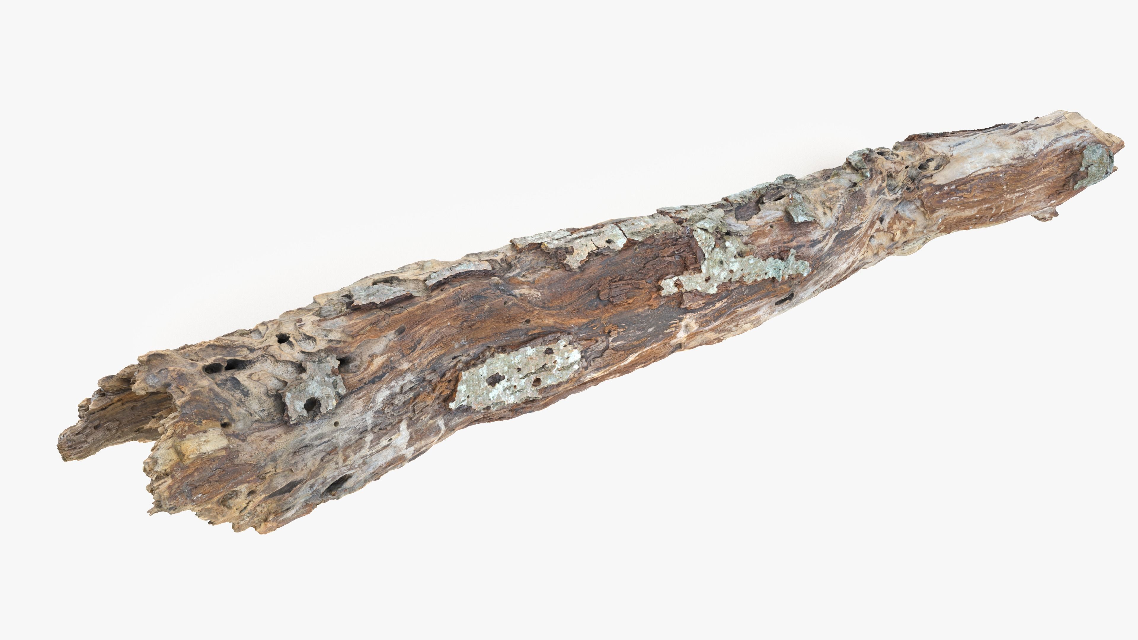 Withered Tree Hide Low-poly 3D model_30