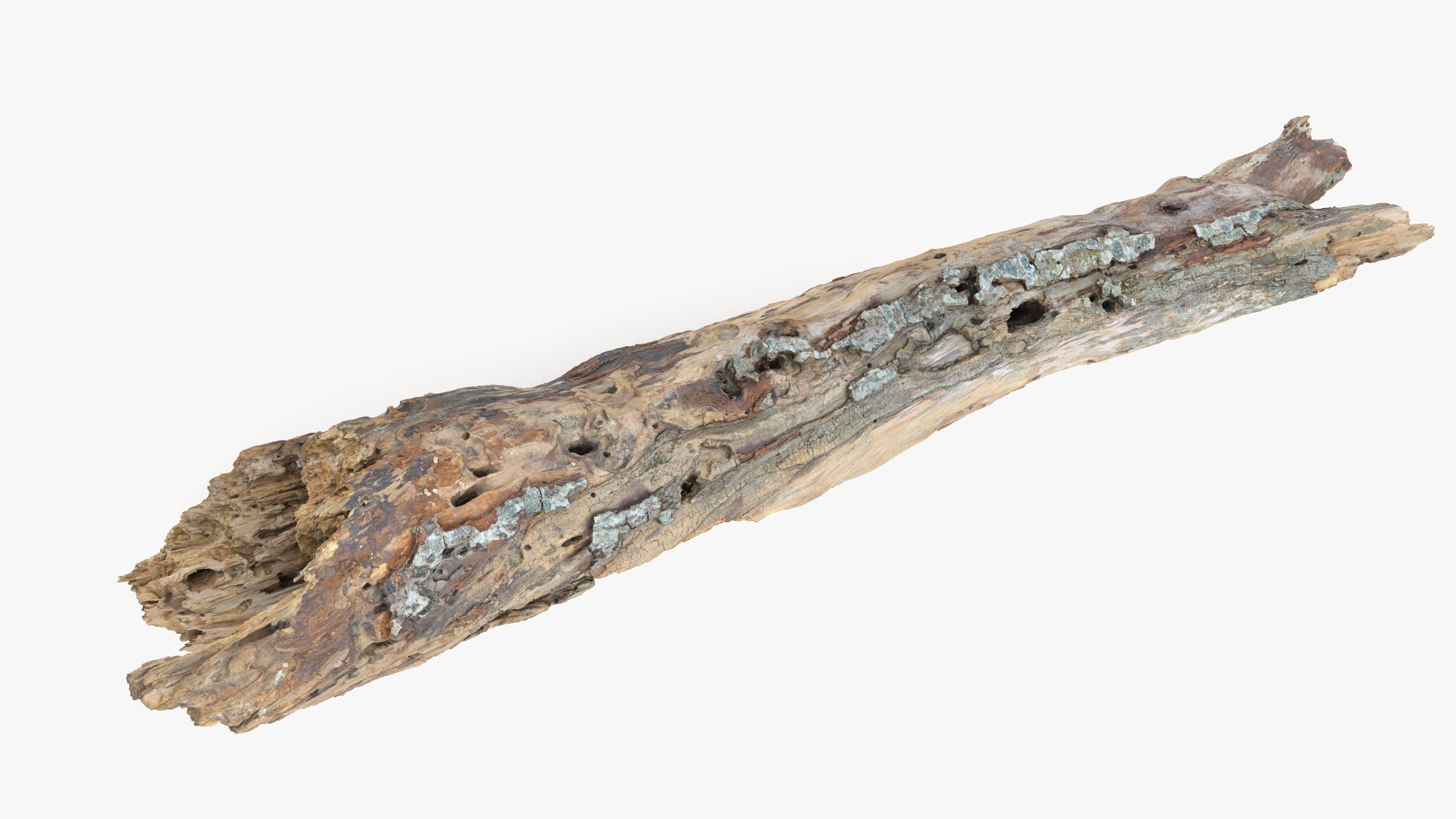 Withered Tree Hide Low-poly 3D model_27